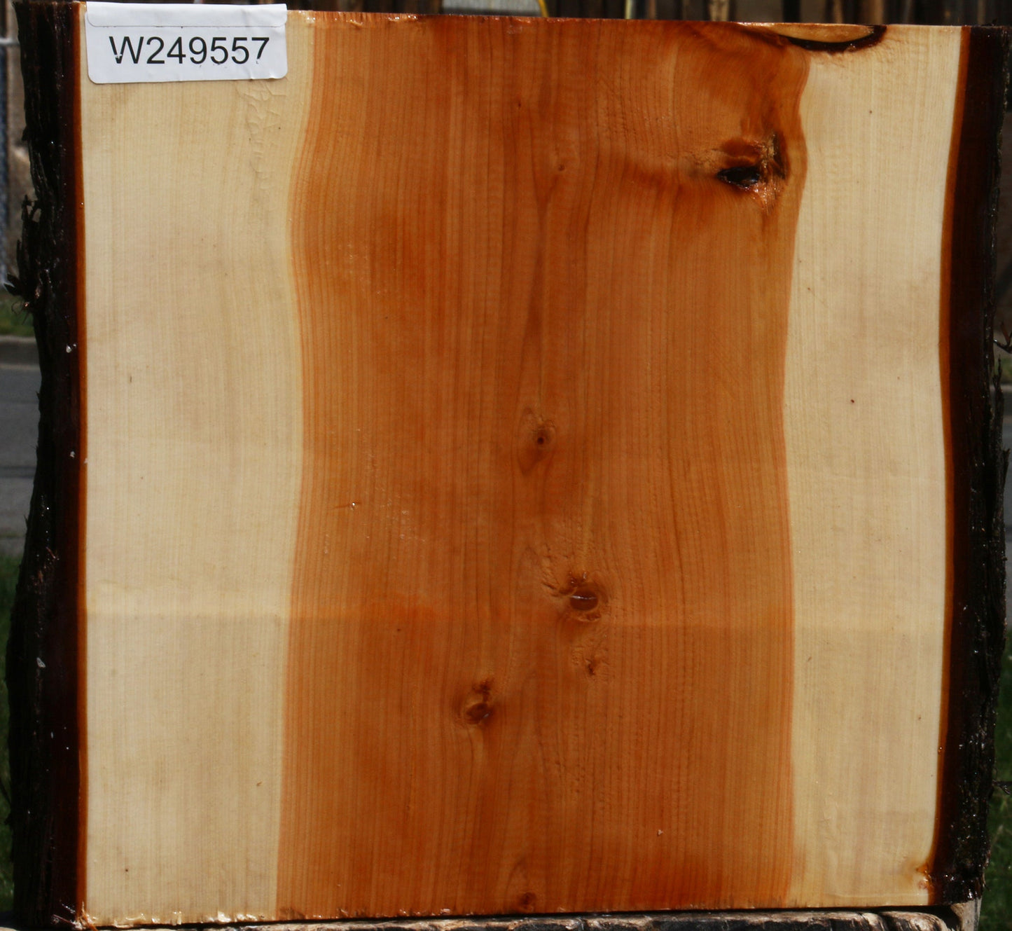 Juniper Live Edge Platter Blank