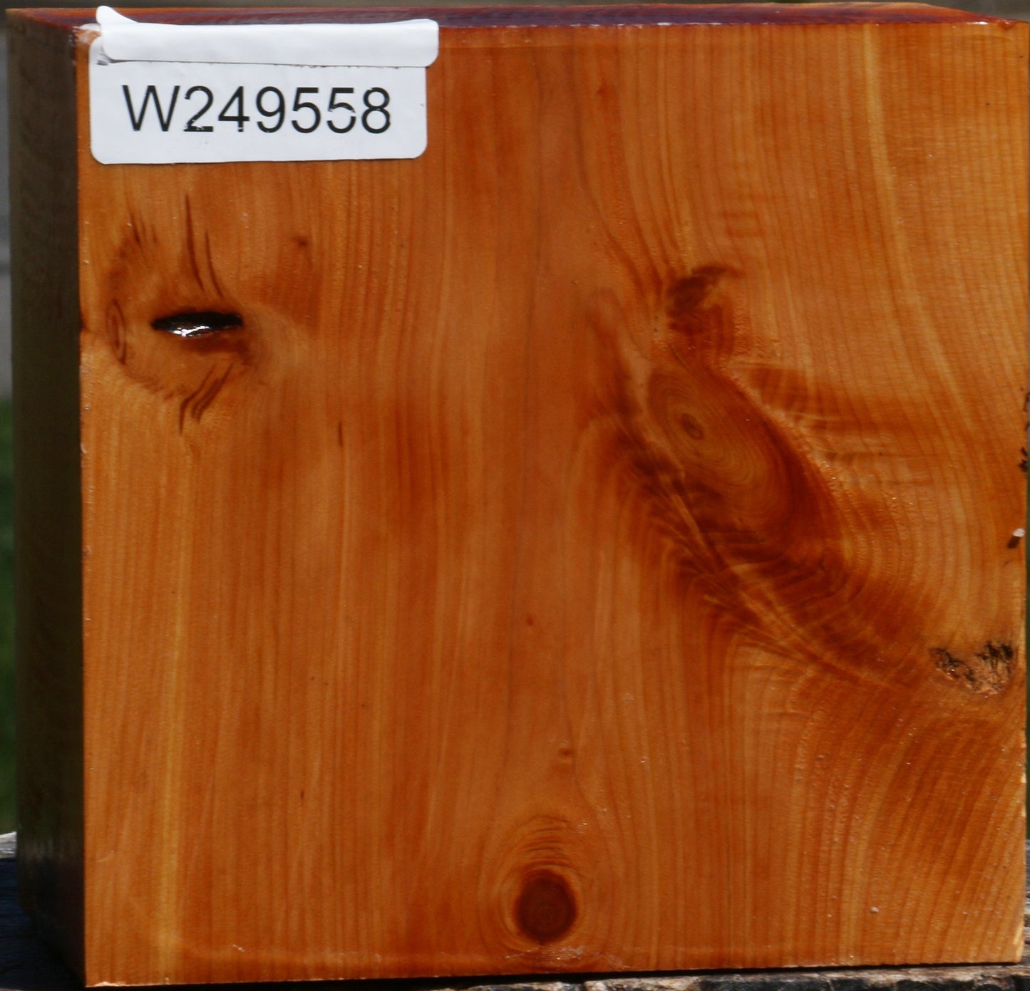 Juniper Bowl Blank