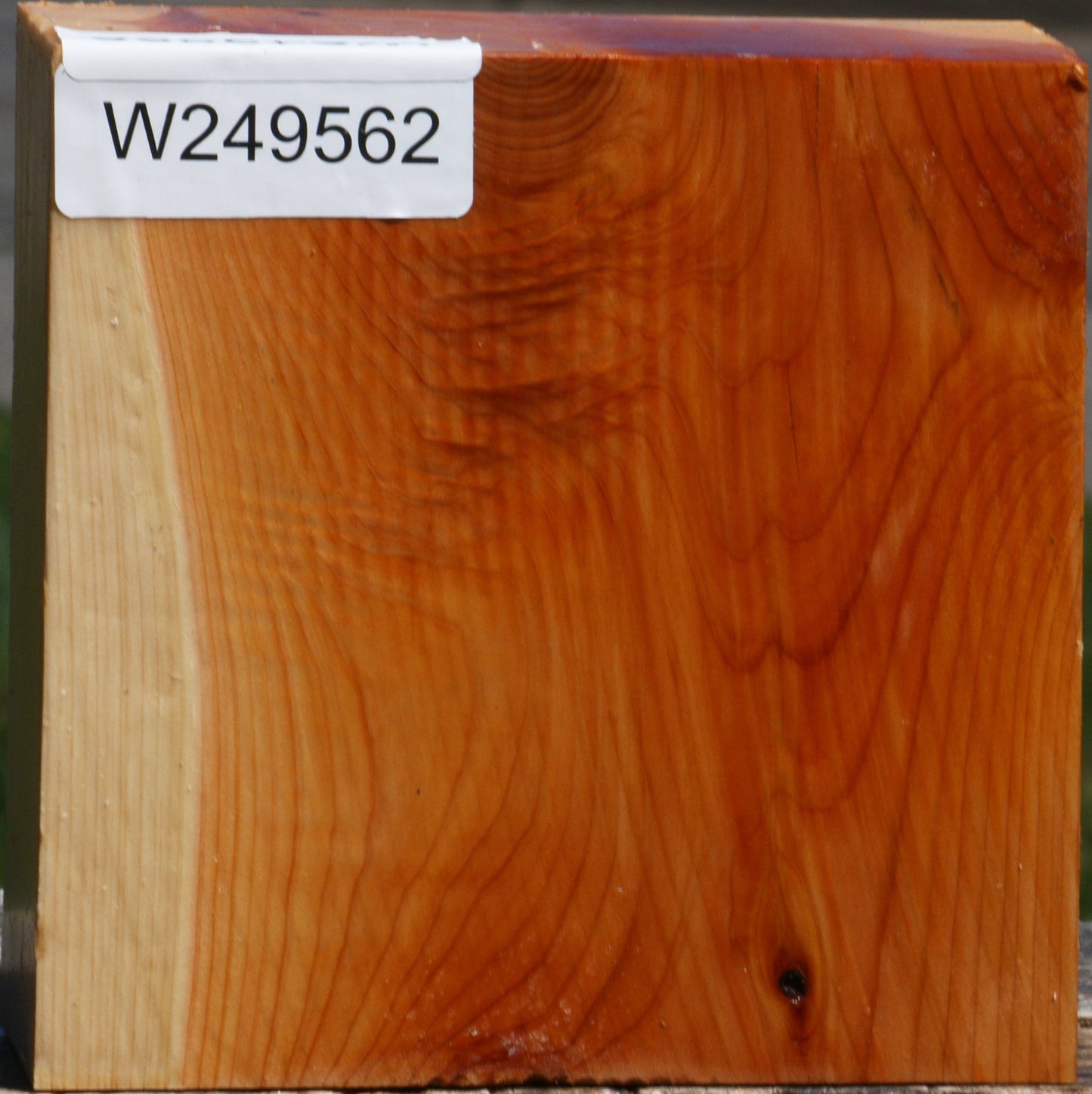 Juniper Bowl Blank