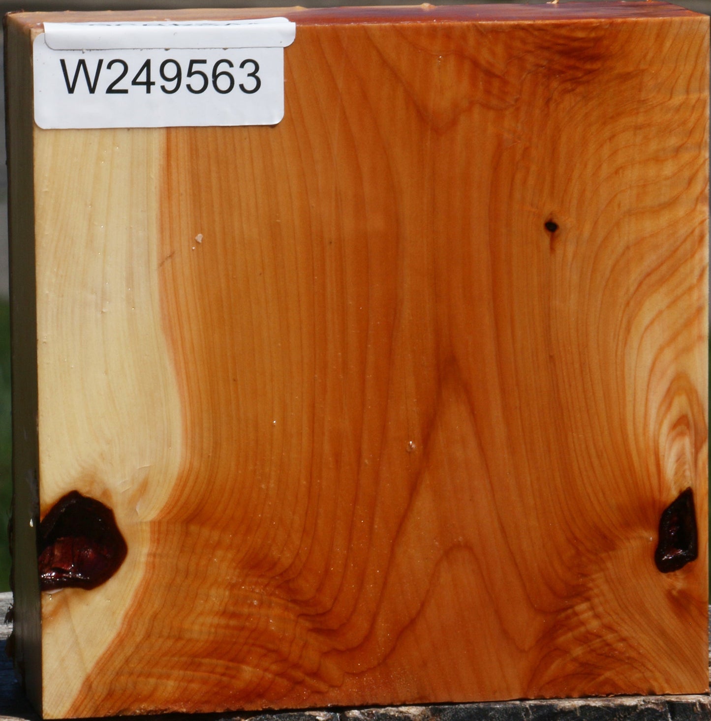 Juniper Bowl Blank