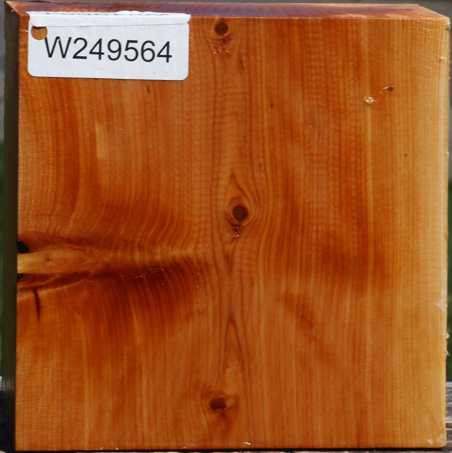 Juniper Bowl Blank