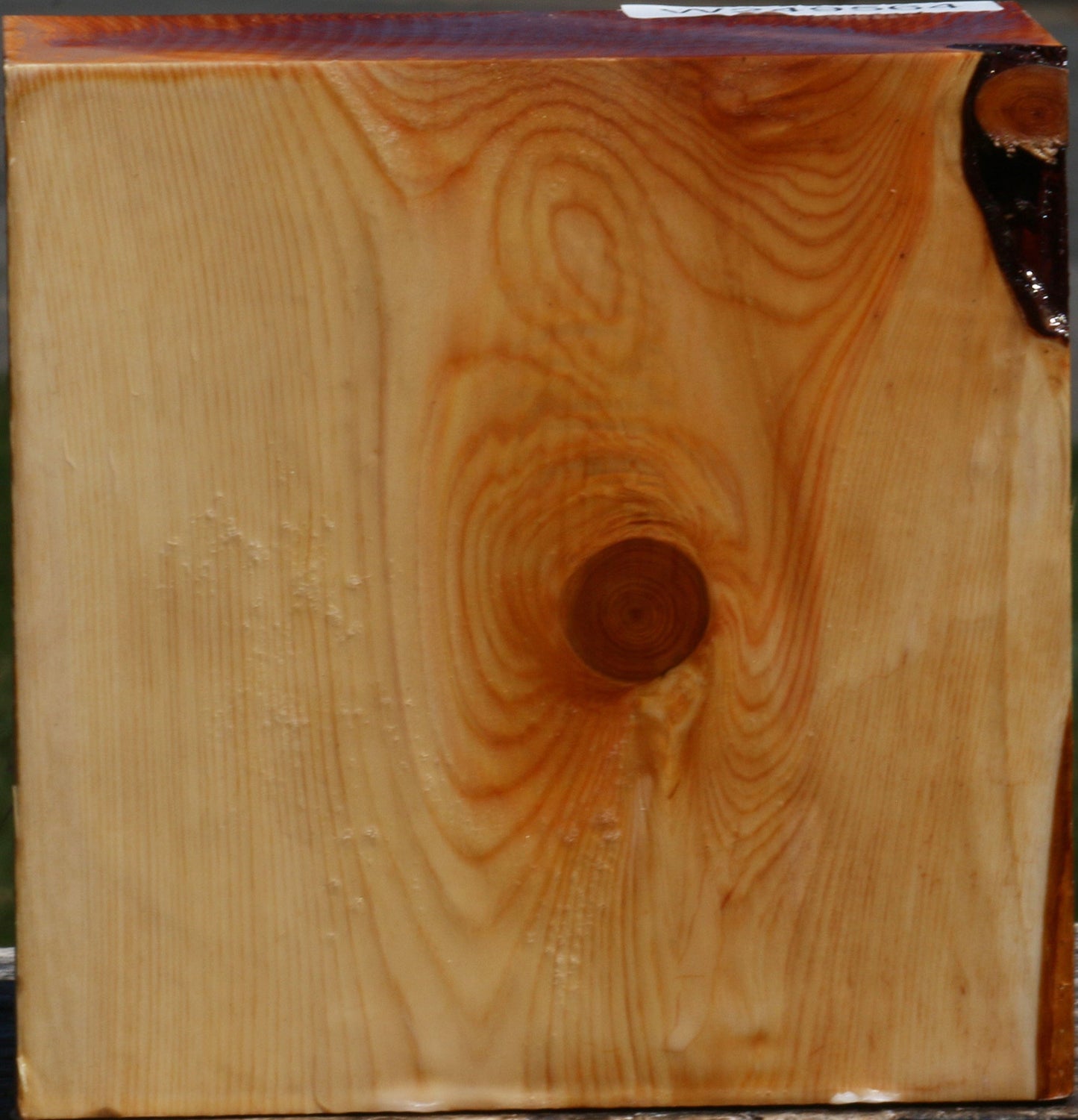 Juniper Bowl Blank