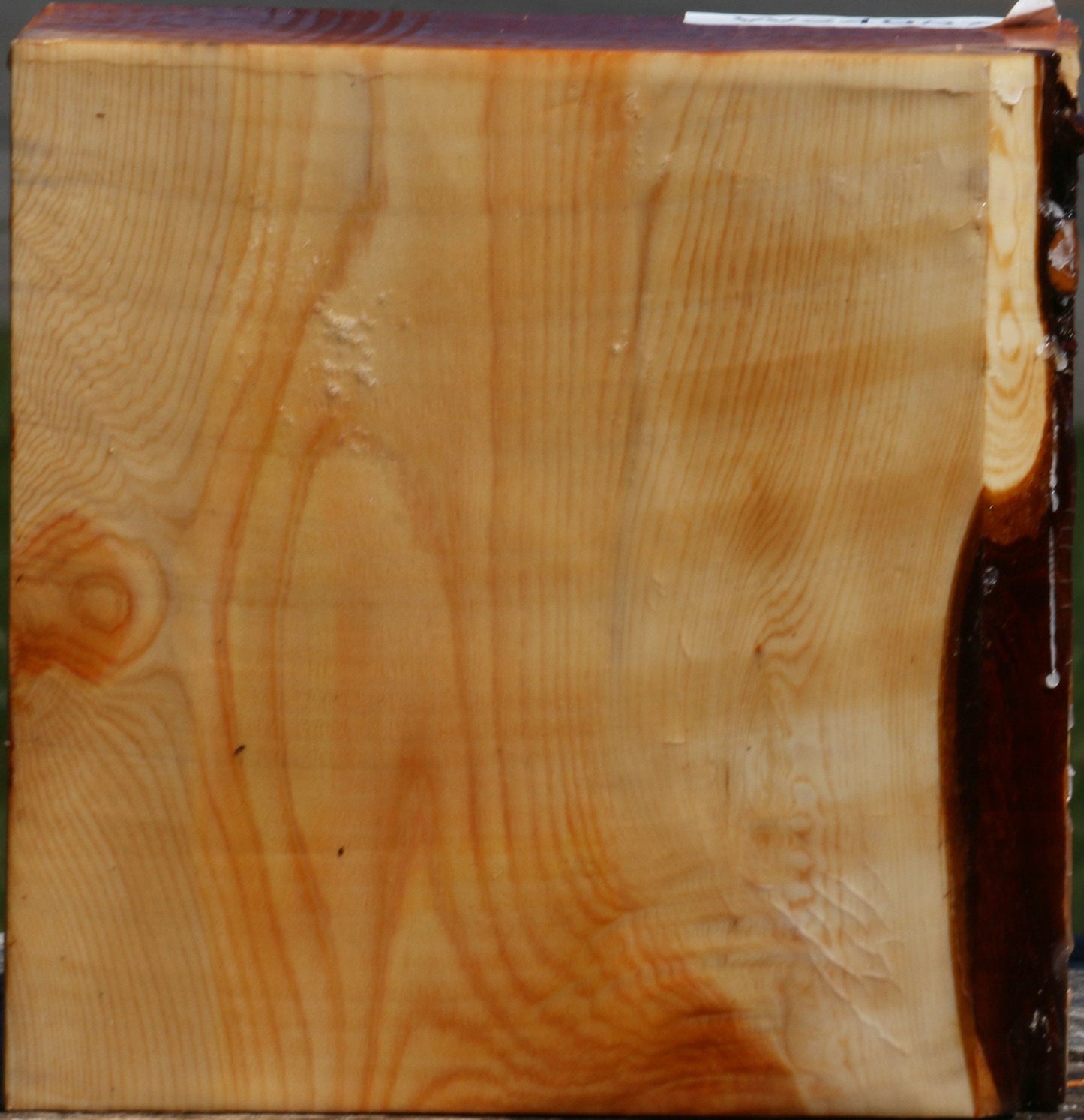 Juniper Bowl Blank