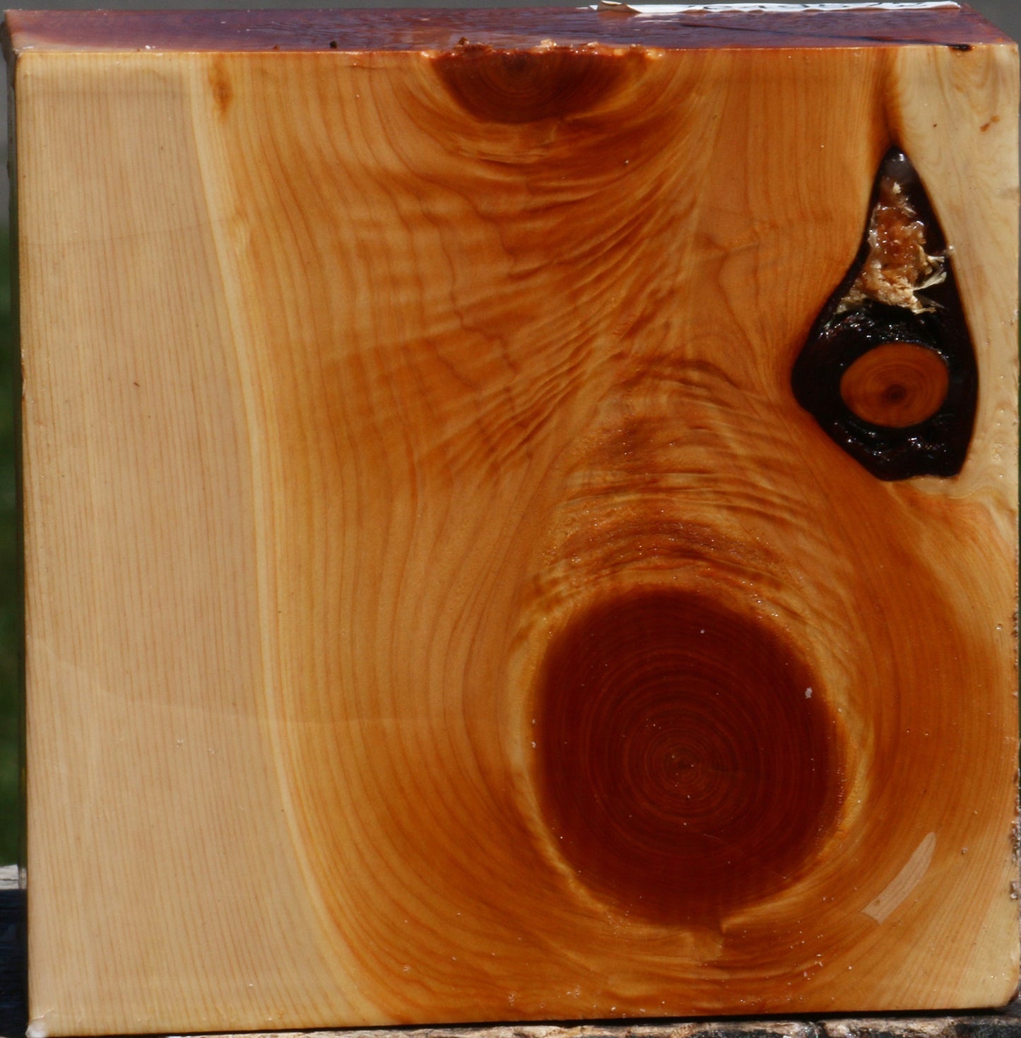 Juniper Bowl Blank