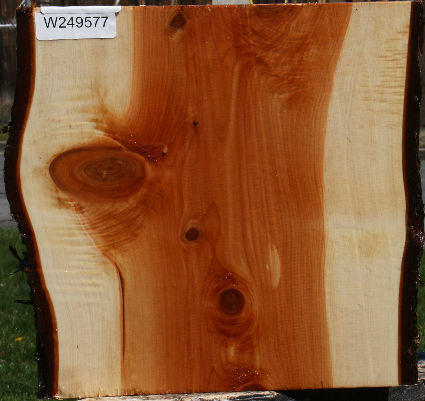 Juniper Live Edge Platter Blank