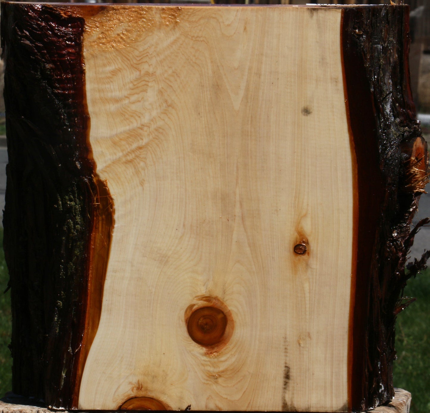 Juniper Live Edge Platter Blank
