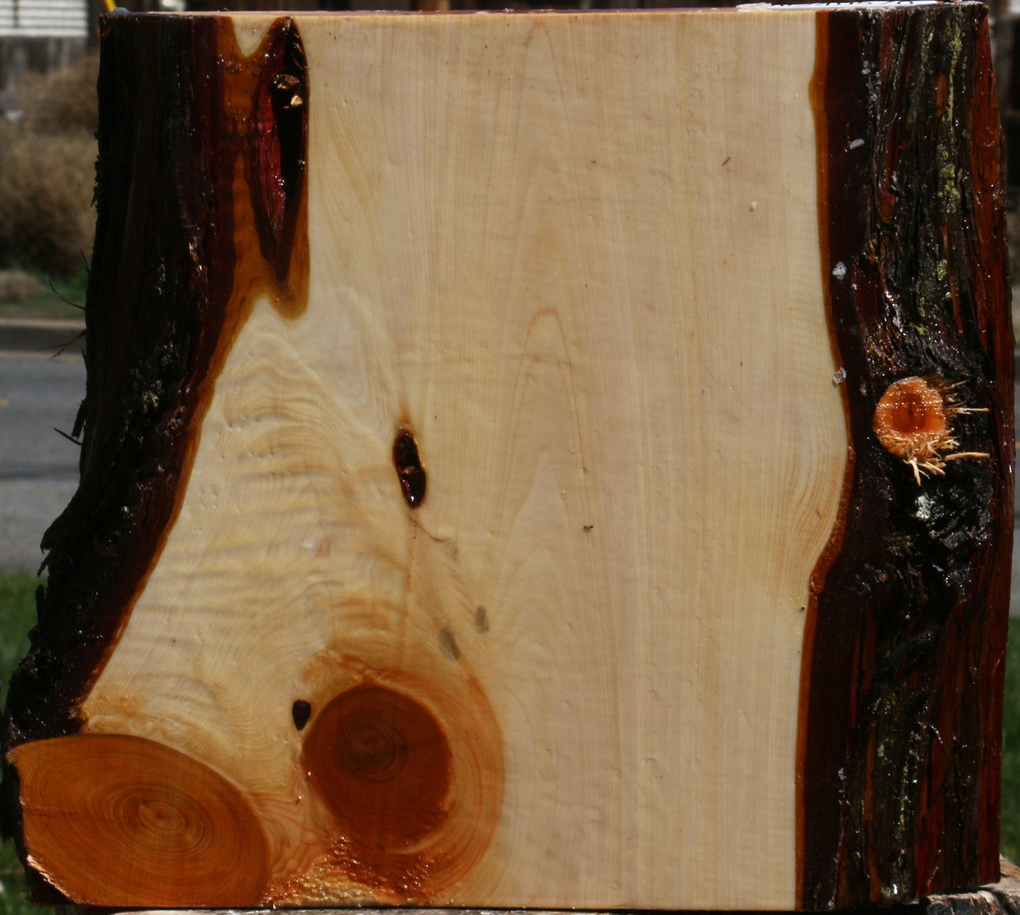 Juniper Live Edge Platter Blank