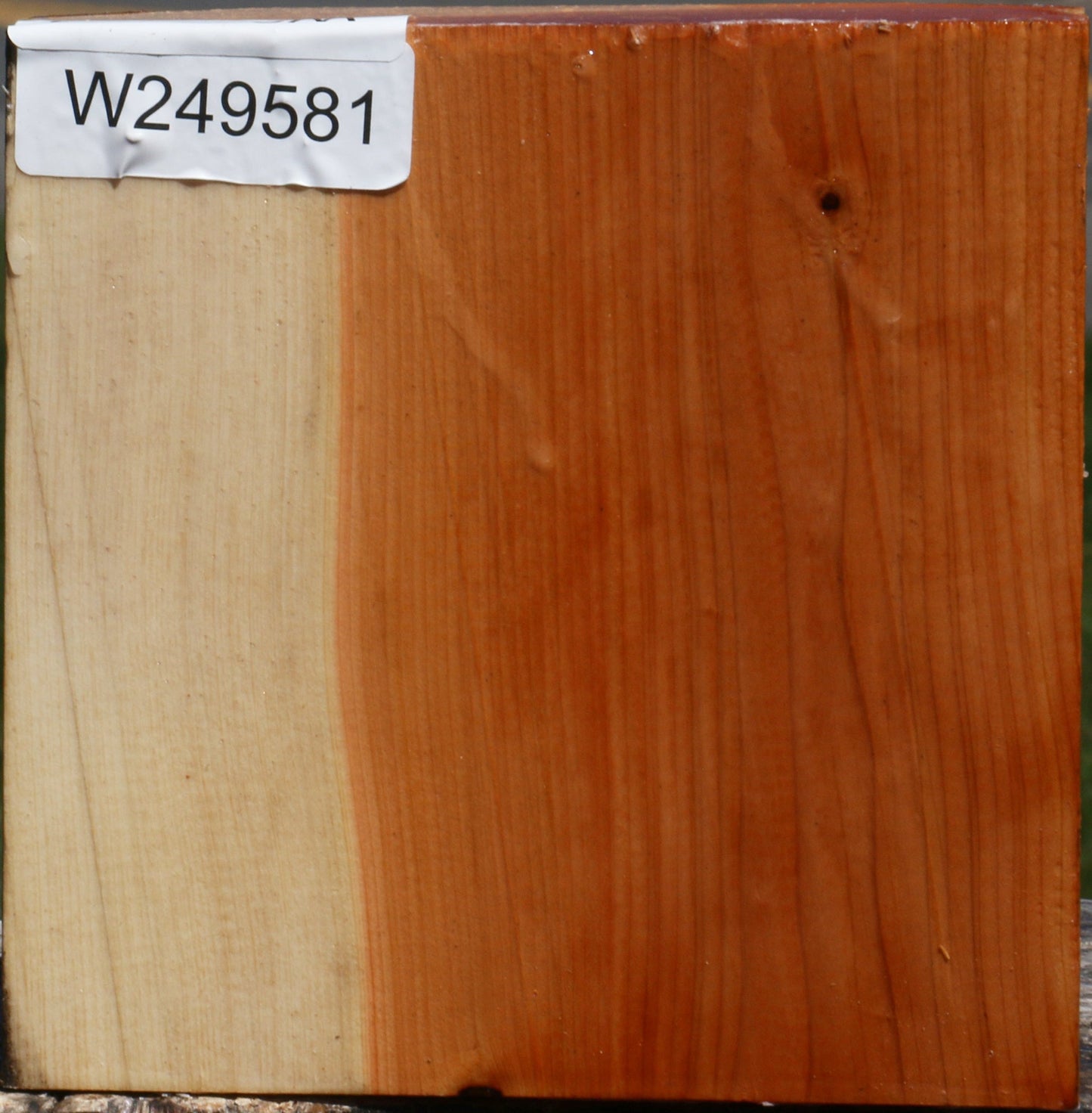 Juniper Bowl Blank