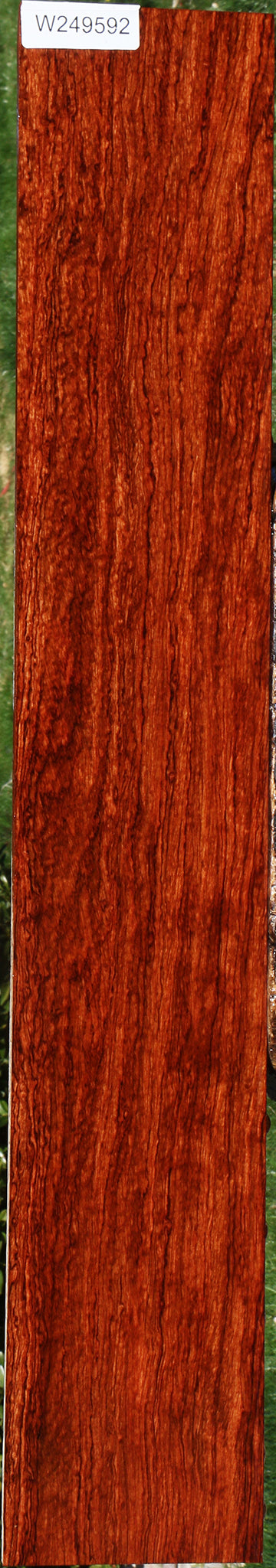Exhibition Bubinga Instrument Micro Lumber