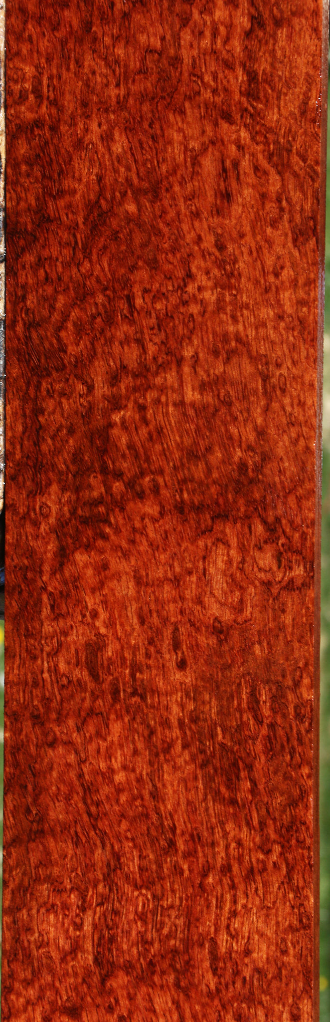 Exhibition Pomelle Bubinga Lumber