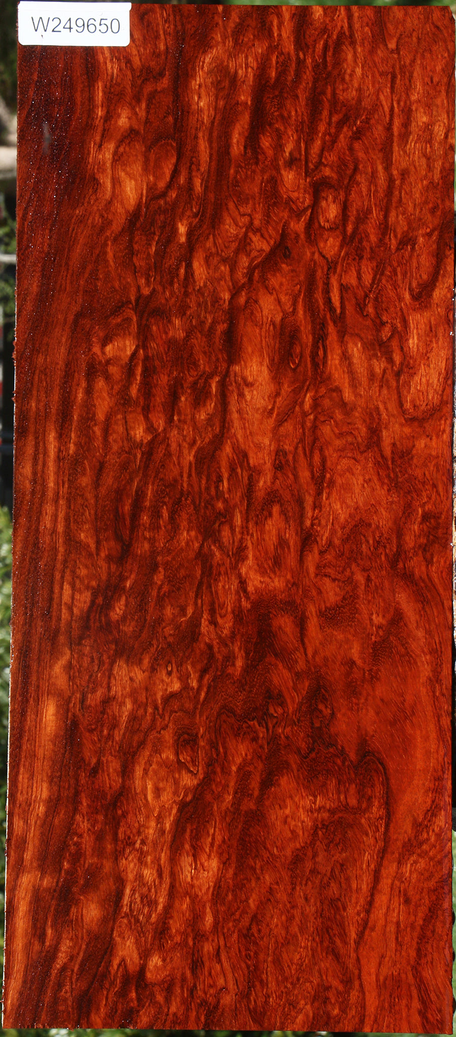 Exhibition Bubinga Instrument Lumber