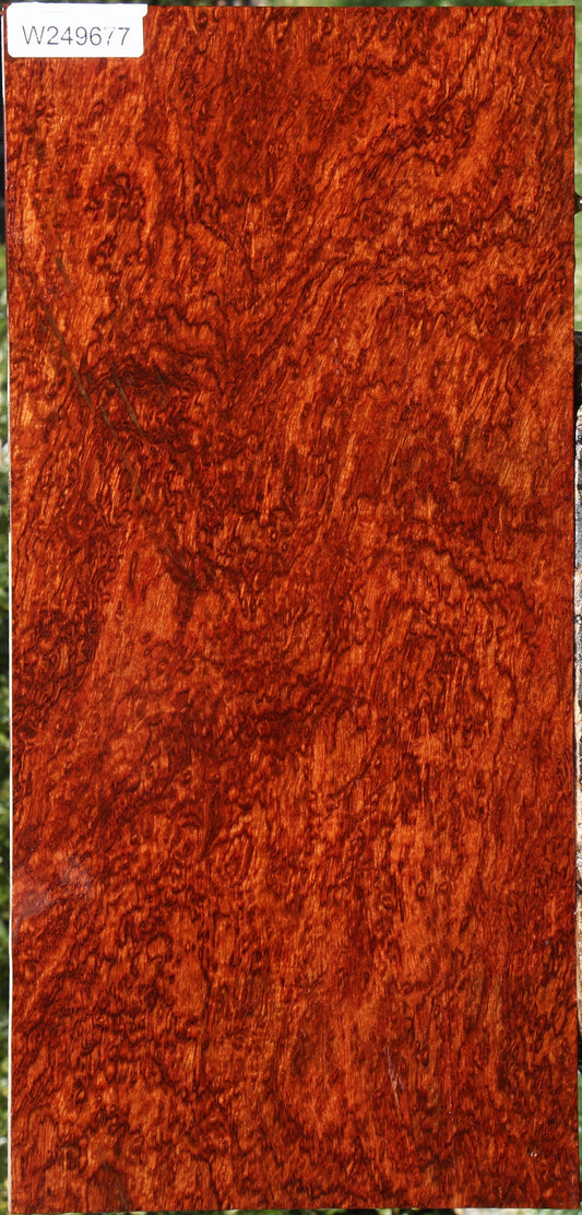 Exhibition Pomelle Bubinga Instrument Lumber