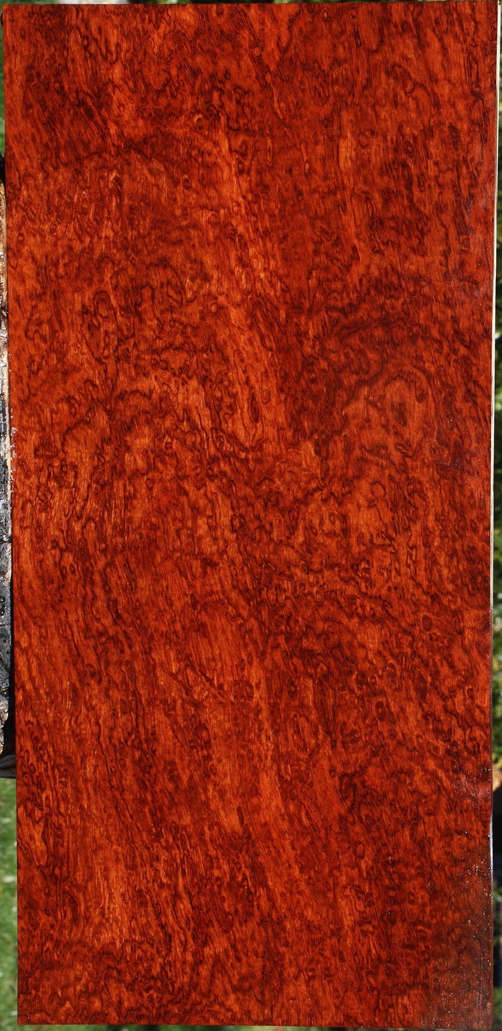 Exhibition Pomelle Bubinga Instrument Lumber