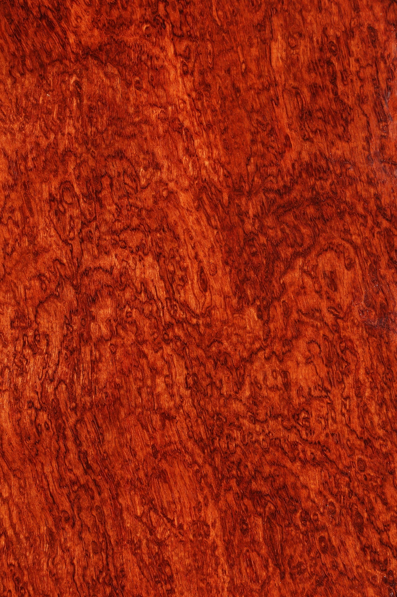 Exhibition Pomelle Bubinga Instrument Lumber