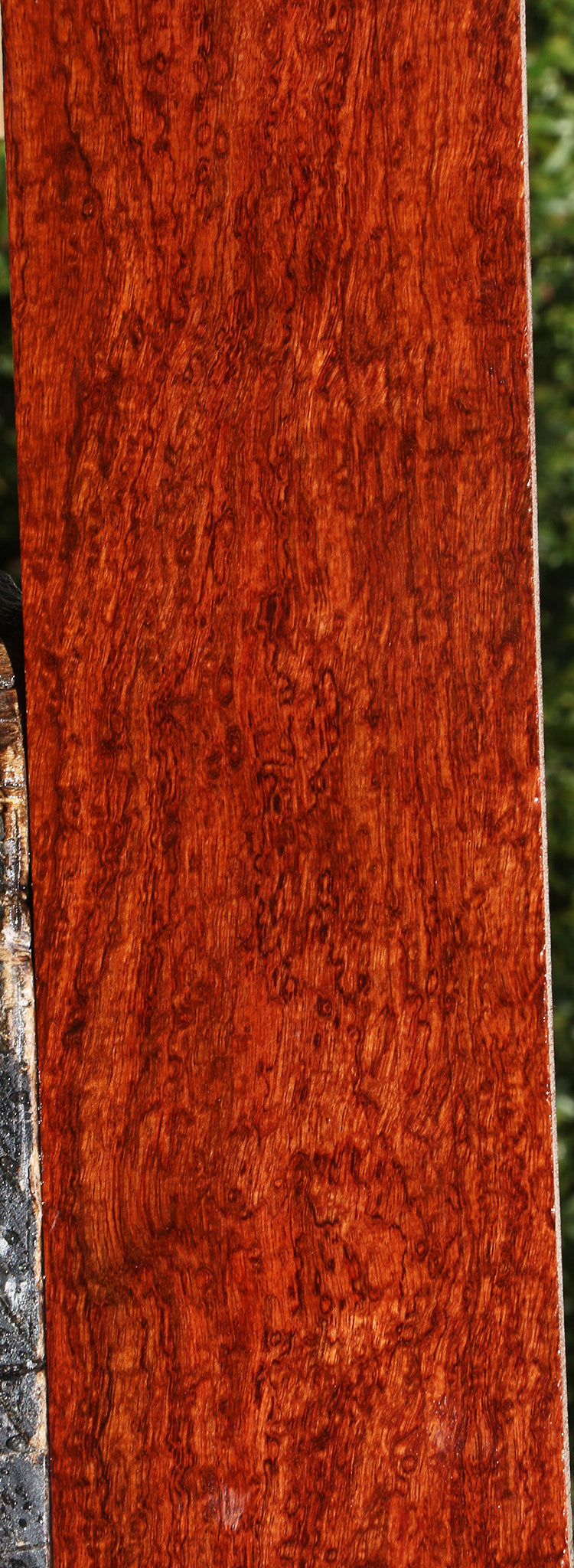 Exhibition Bubinga Instrument Lumber