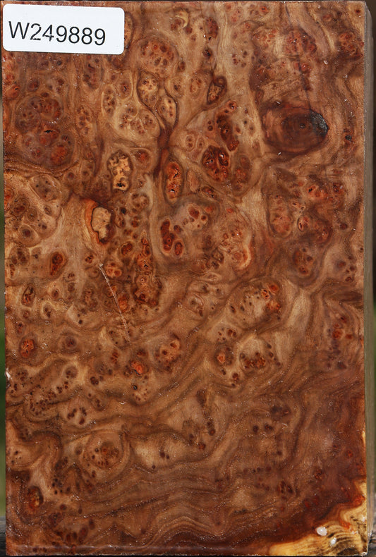 Elm Burl Vessel Blank