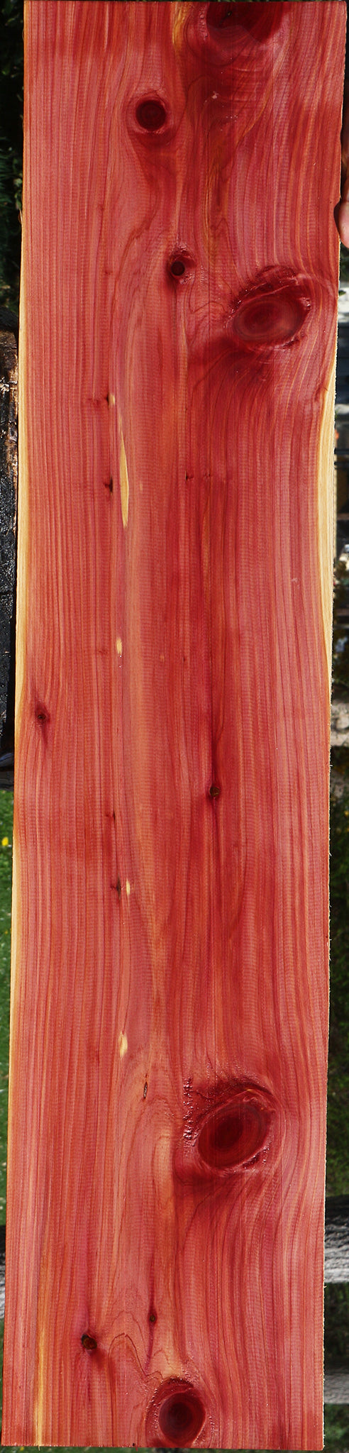 Red Cedar Rocks Eastern Red Cedar – Cook Woods