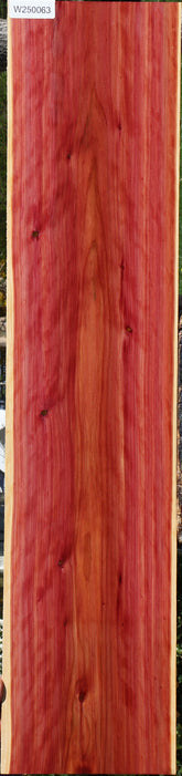 Eastern Red Cedar – Cook Woods