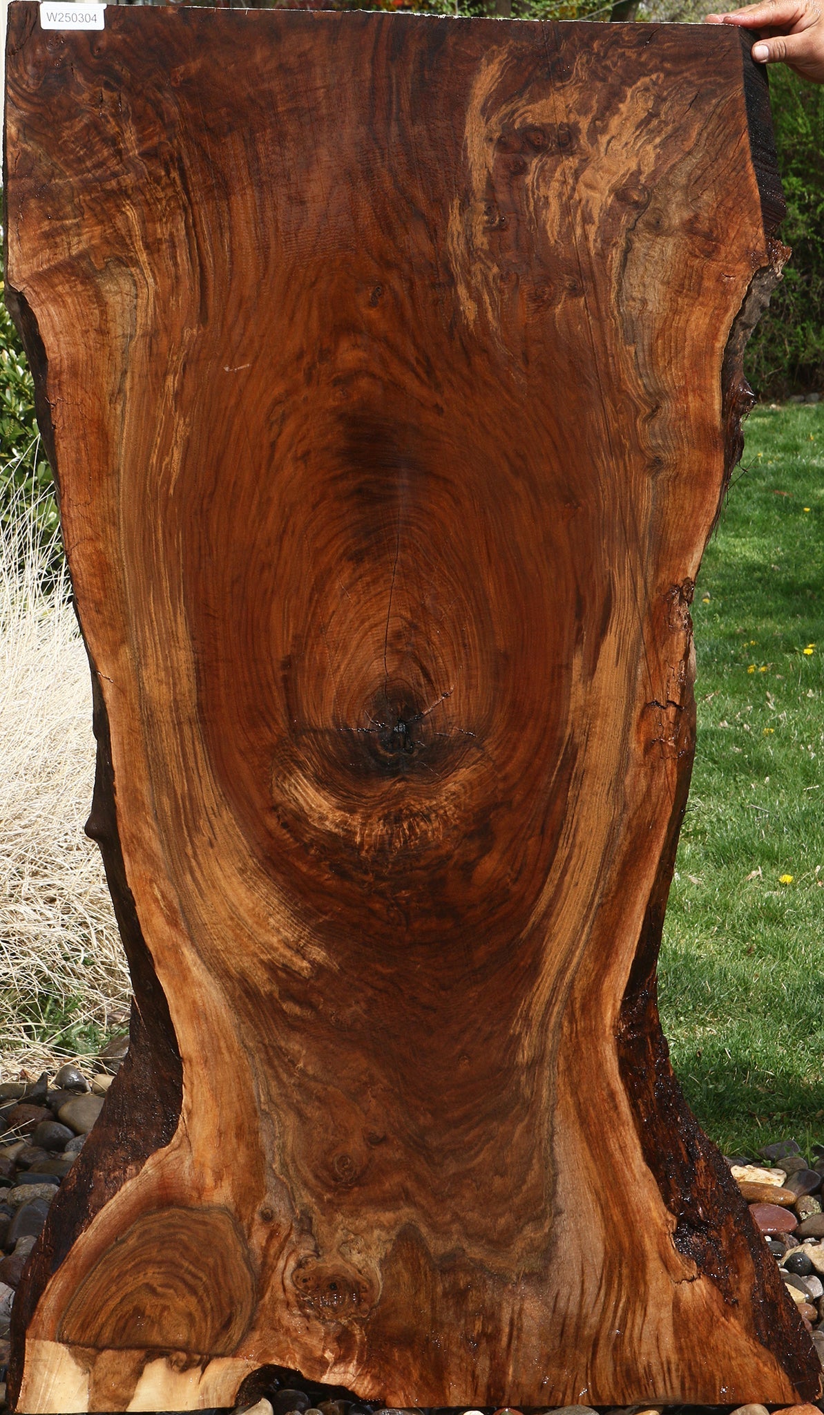 Extra Fancy Claro Walnut Live Edge Slab