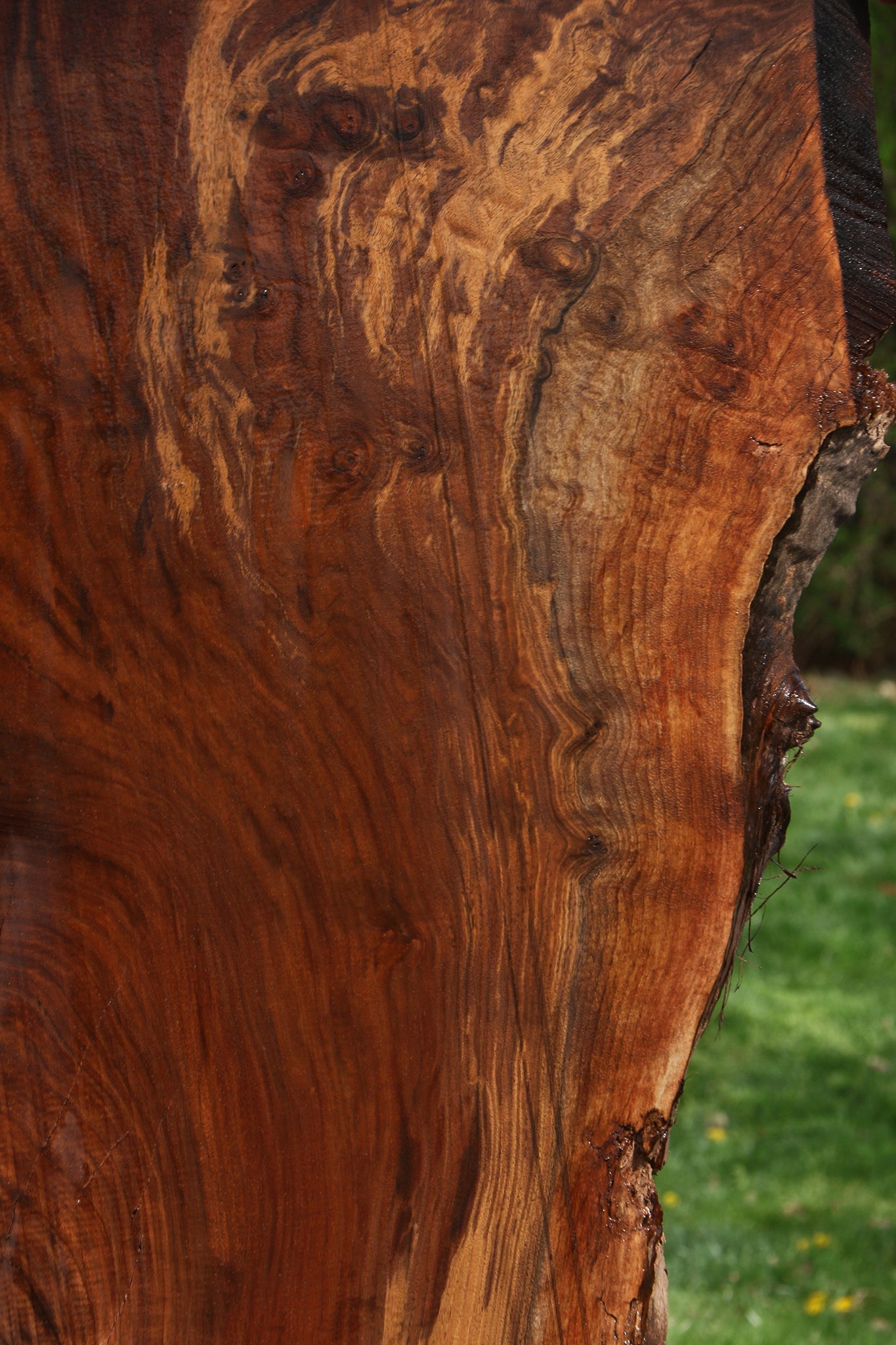 Extra Fancy Claro Walnut Live Edge Slab