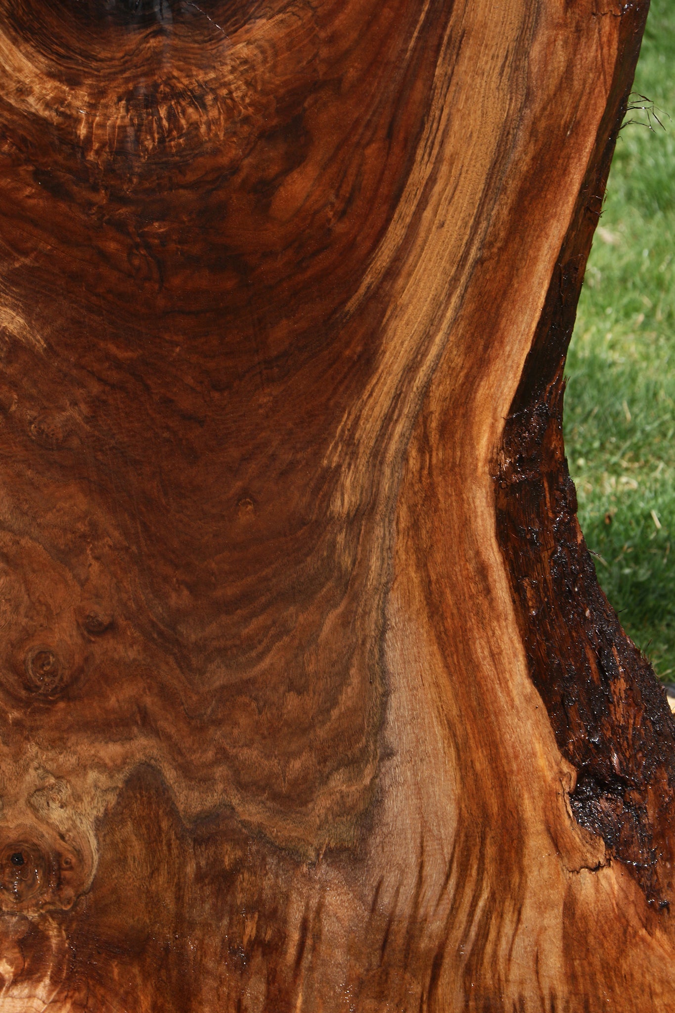 Extra Fancy Claro Walnut Live Edge Slab