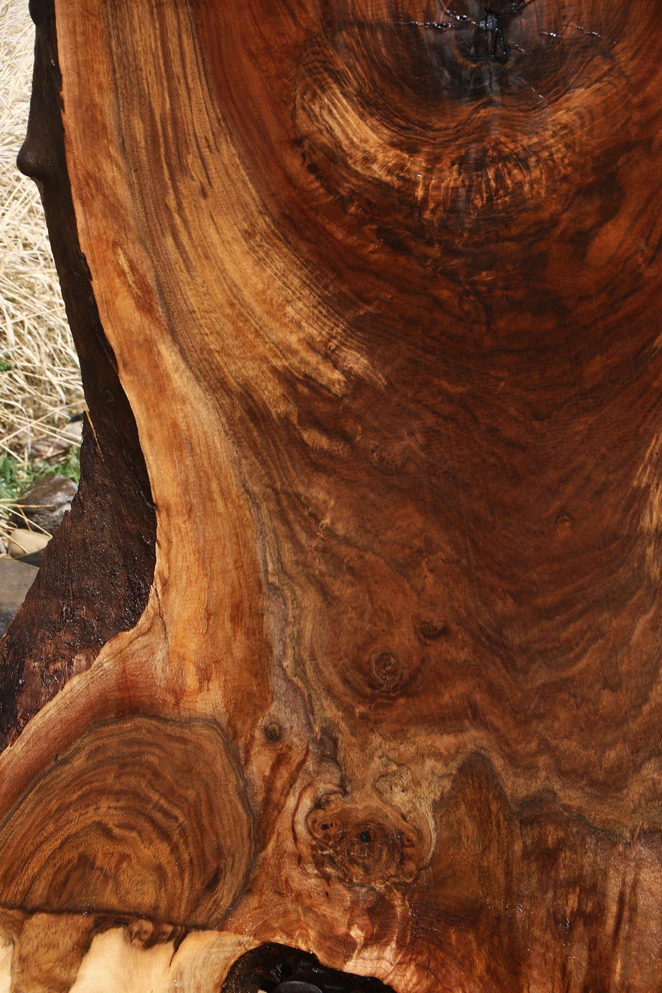 Extra Fancy Claro Walnut Live Edge Slab