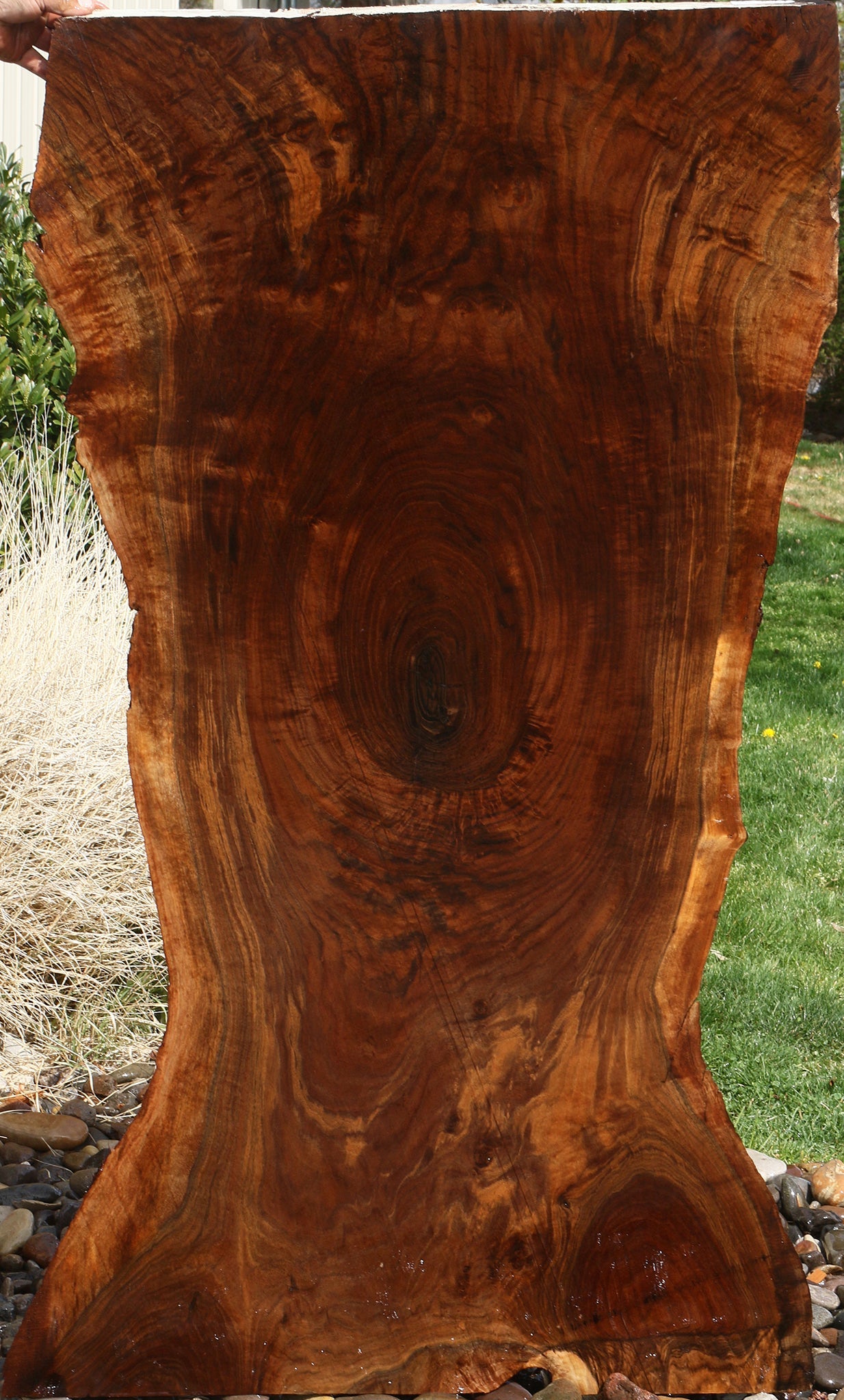Extra Fancy Claro Walnut Live Edge Slab