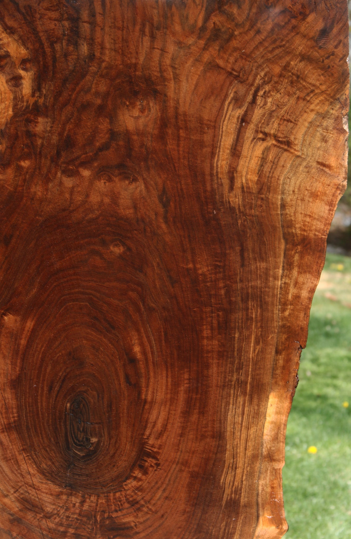 Extra Fancy Claro Walnut Live Edge Slab