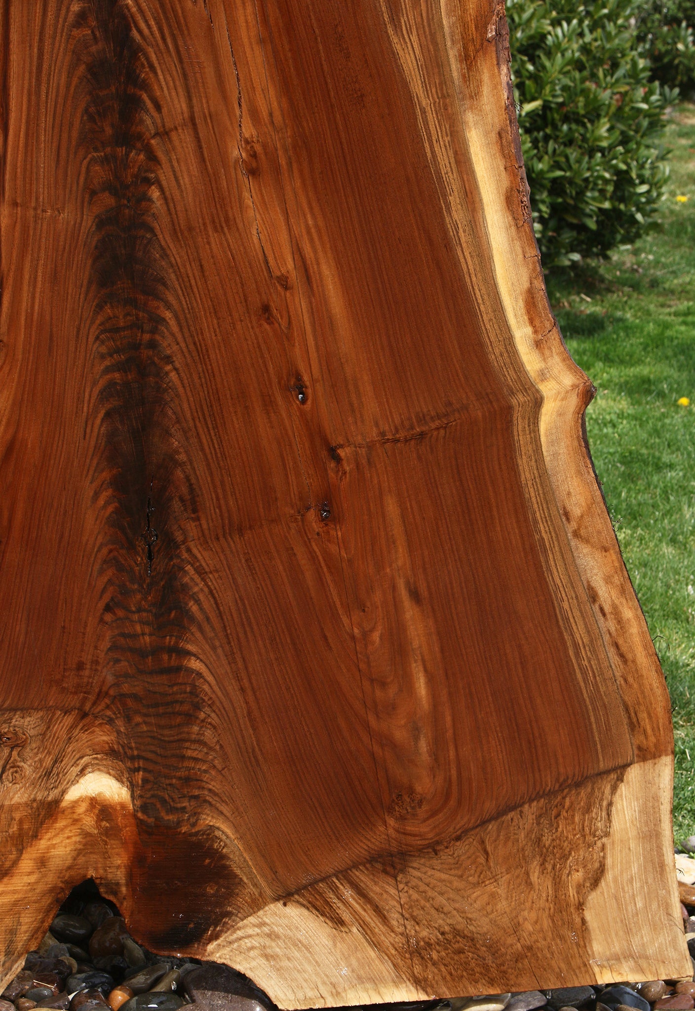 Extra Fancy Rustic Claro Walnut Live Edge Slab