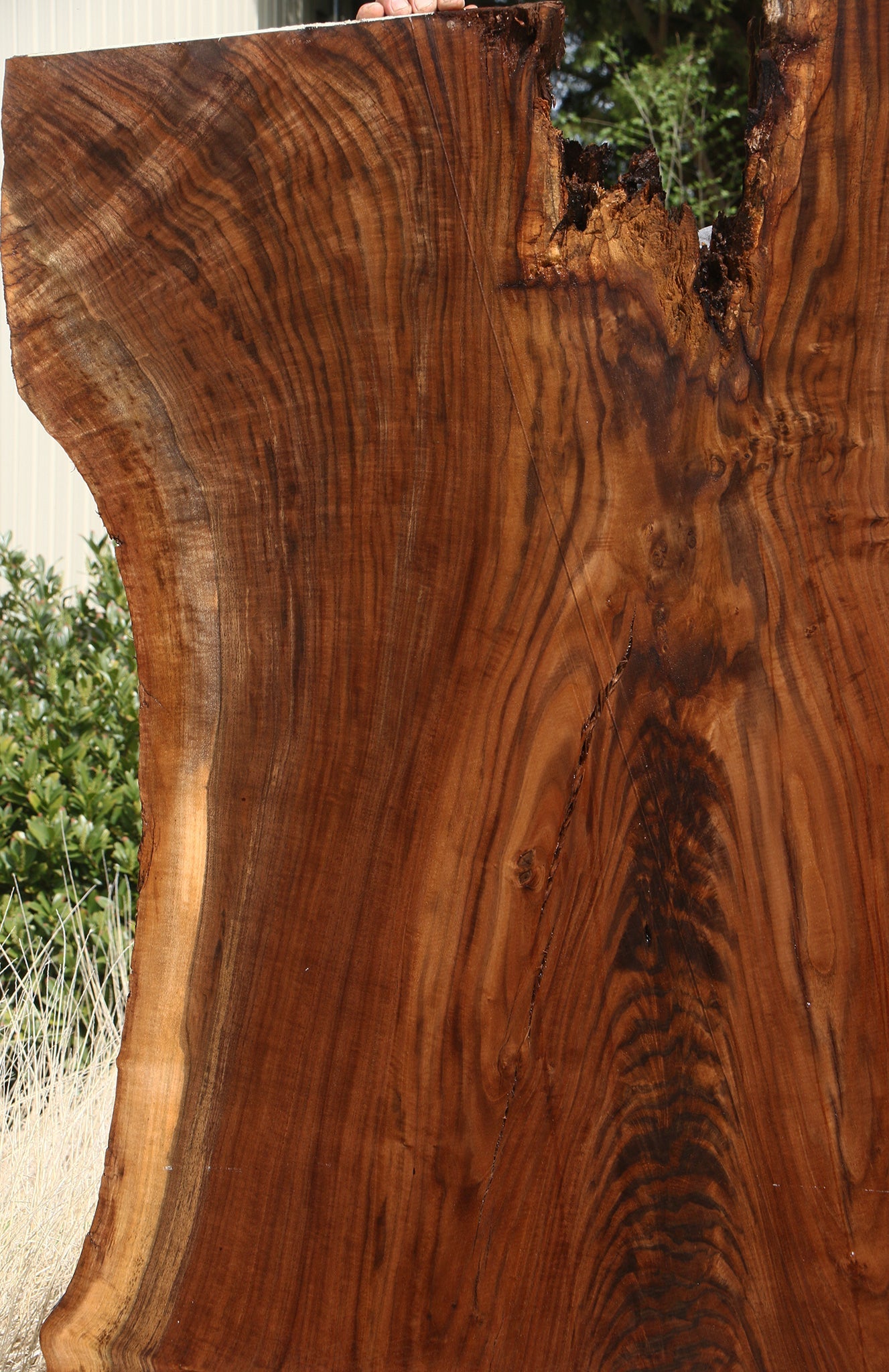 Extra Fancy Rustic Claro Walnut Live Edge Slab