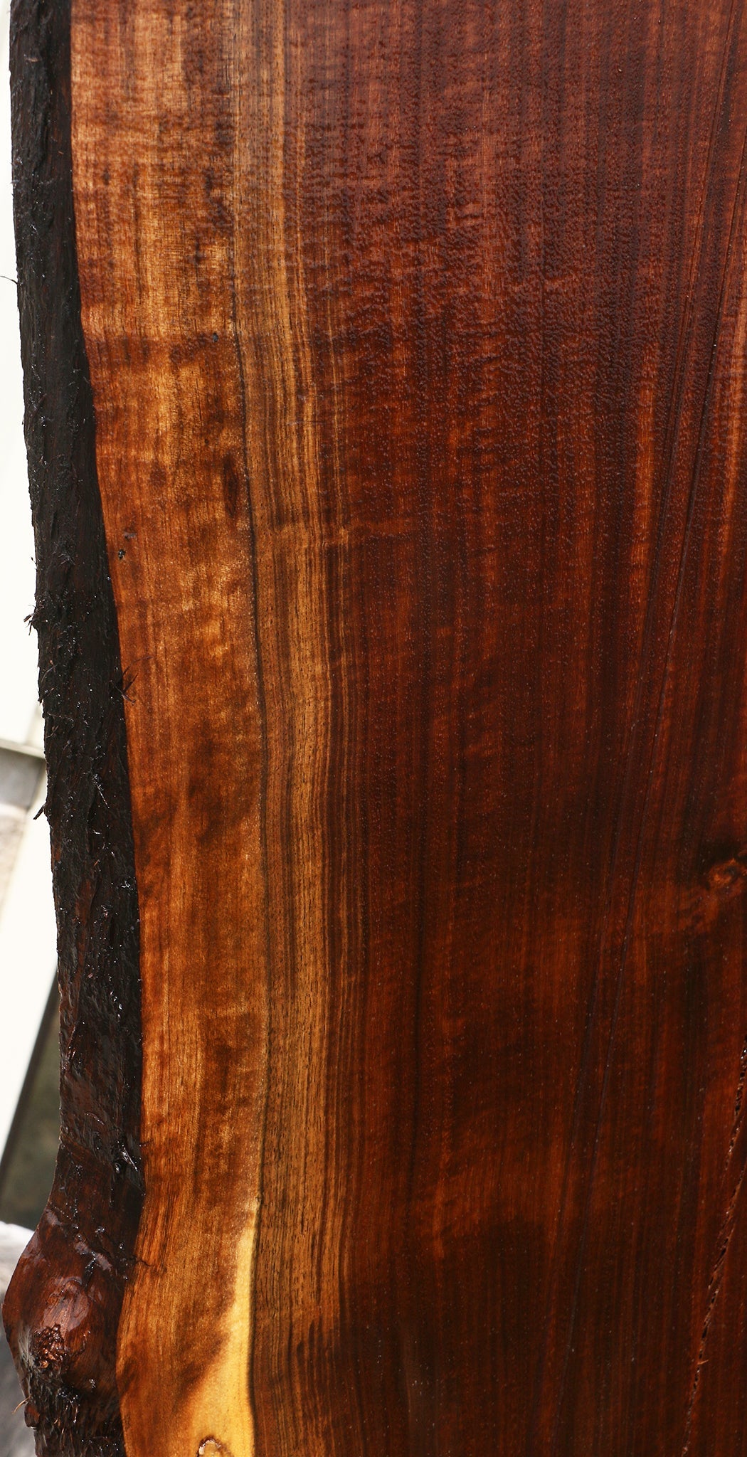 Extra Fancy Fiddleback Claro Walnut Live Edge Slab