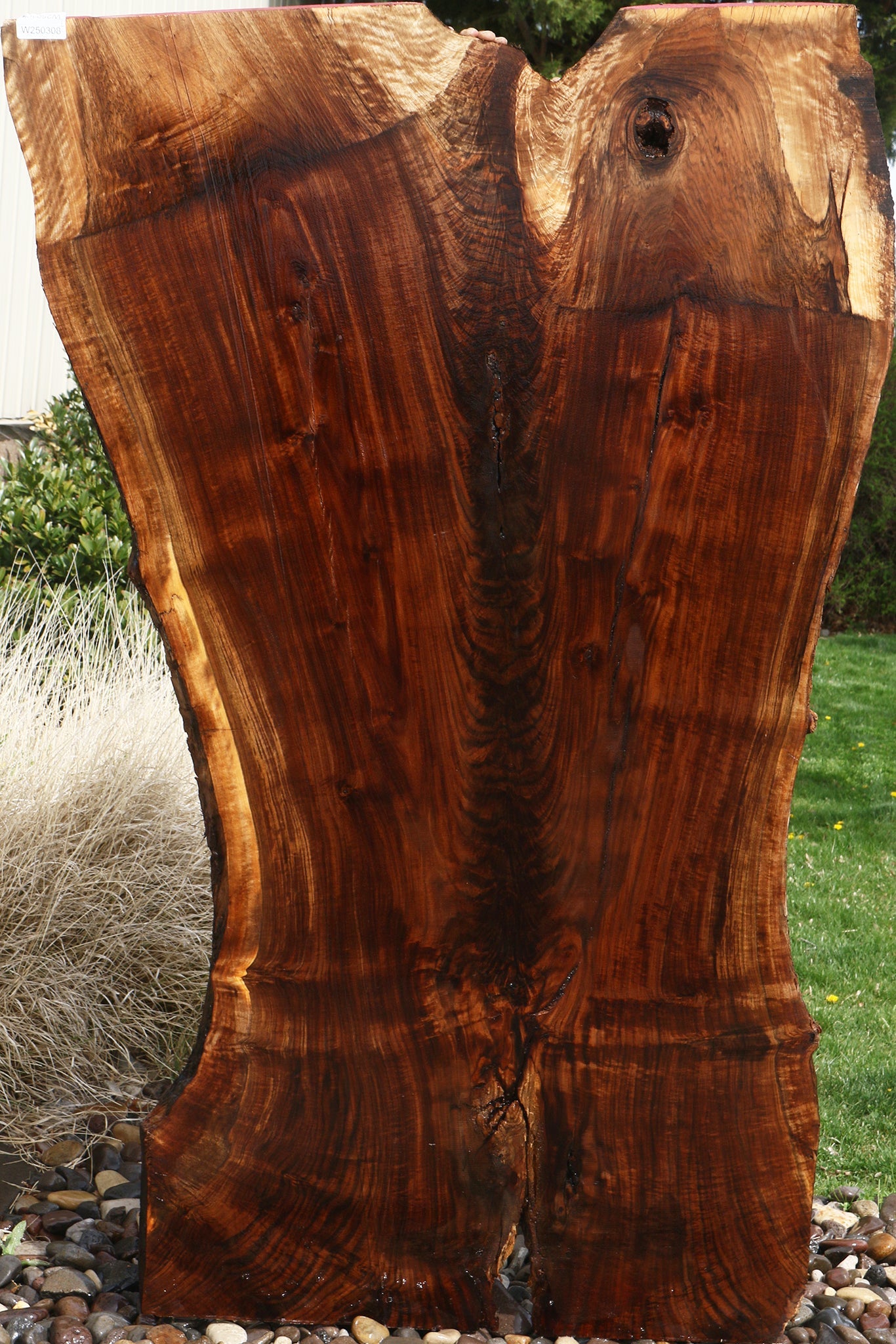 Extra Fancy Fiddleback Claro Walnut Live Edge Slab