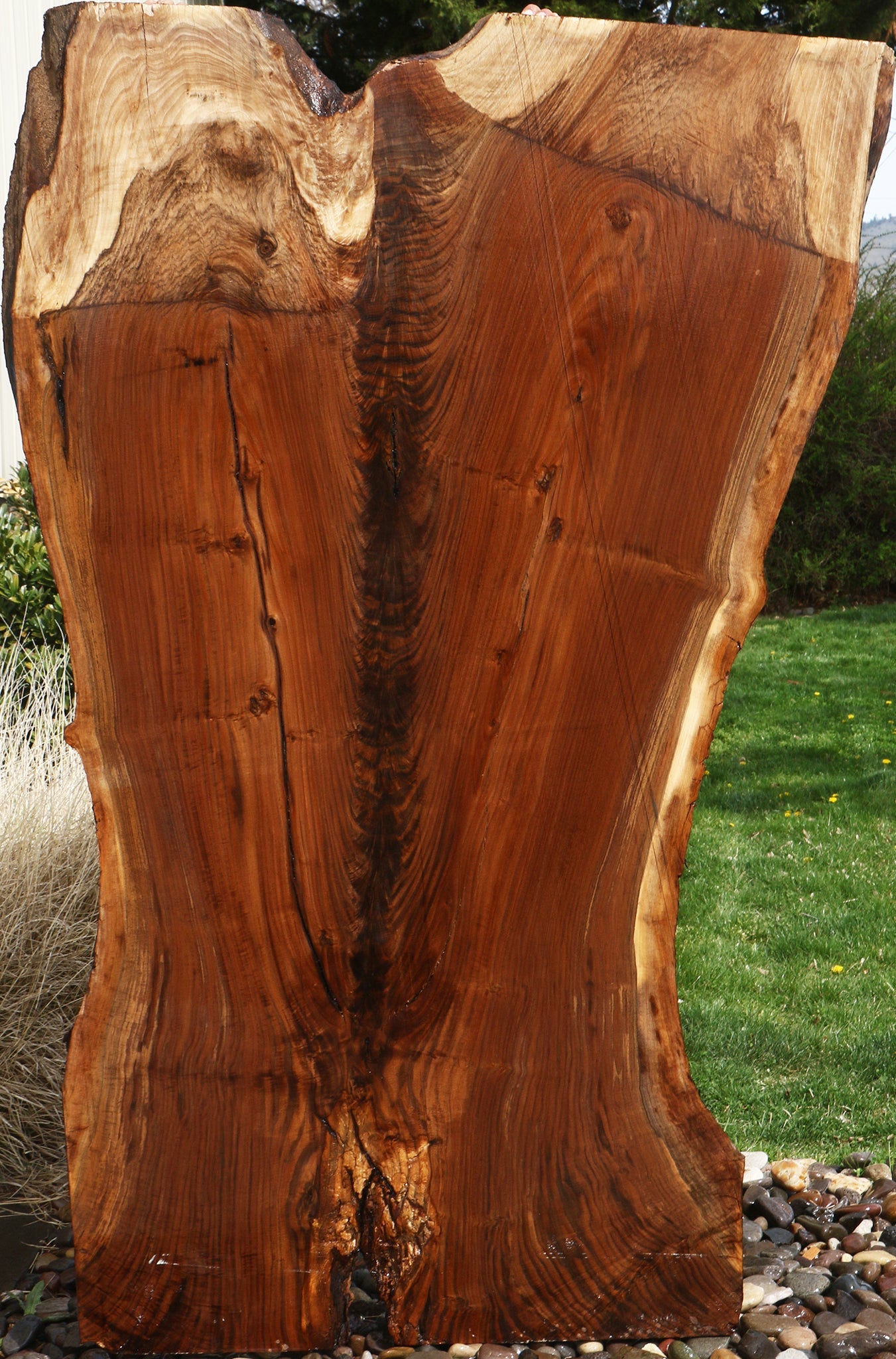 Extra Fancy Fiddleback Claro Walnut Live Edge Slab