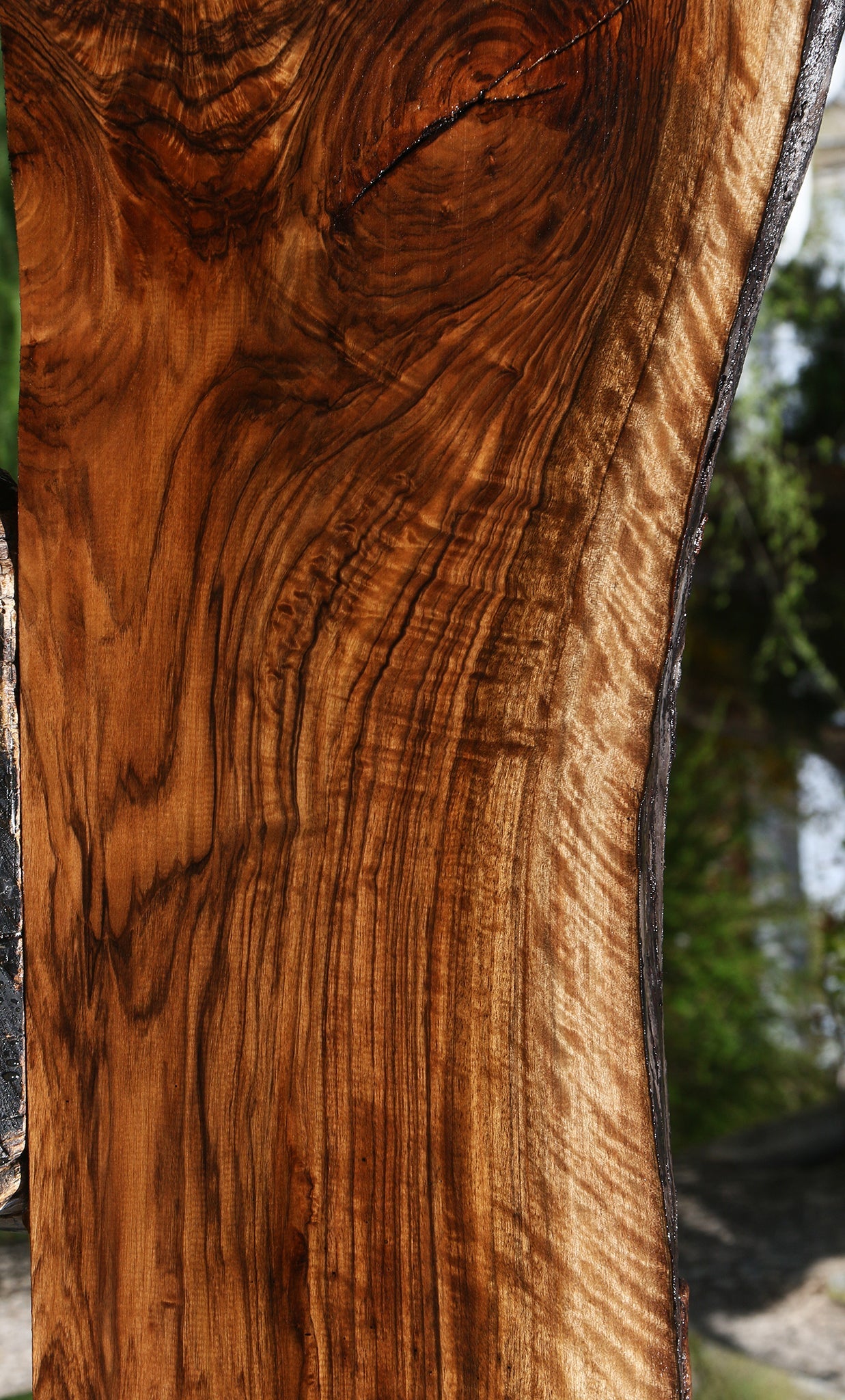Exhibition English Walnut Live Edge Slab