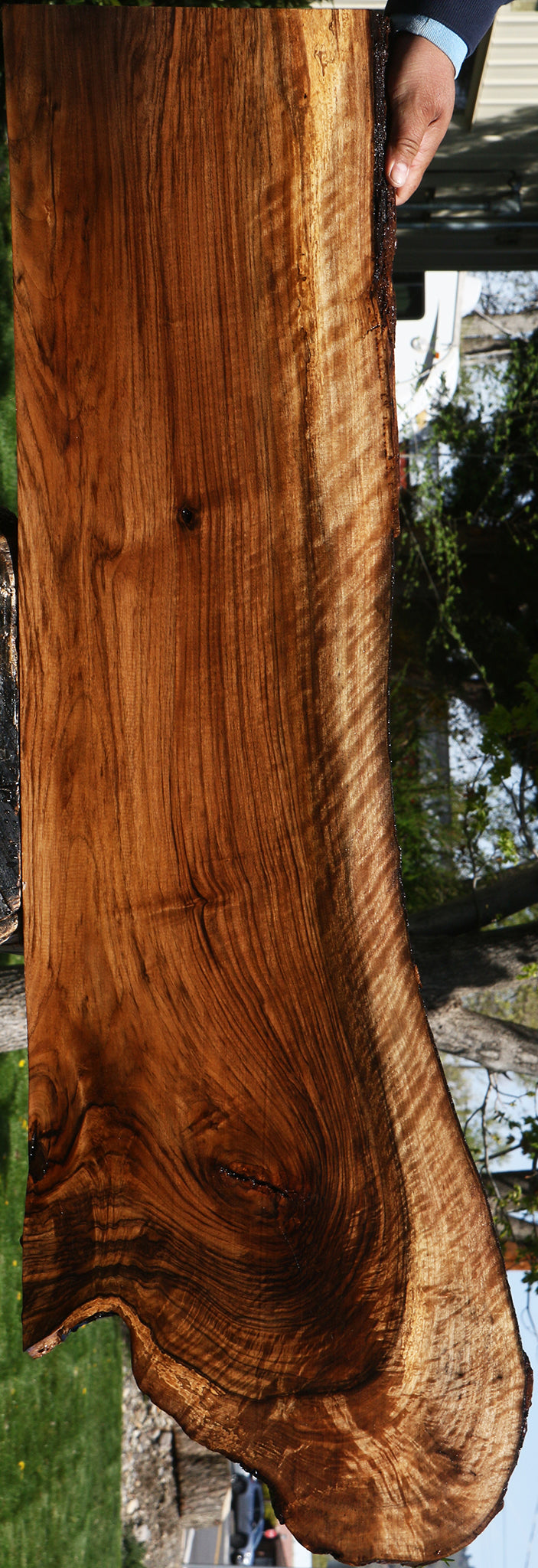 Exhibition English Walnut Live Edge Slab