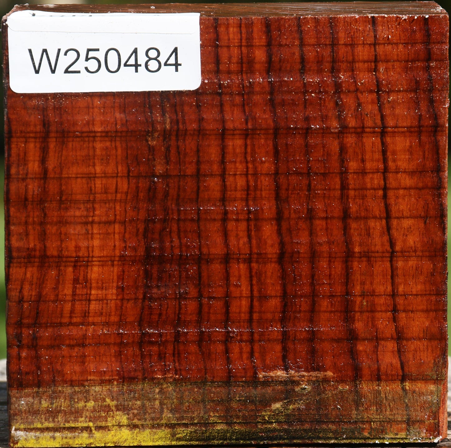Bubinga Bowl Blank