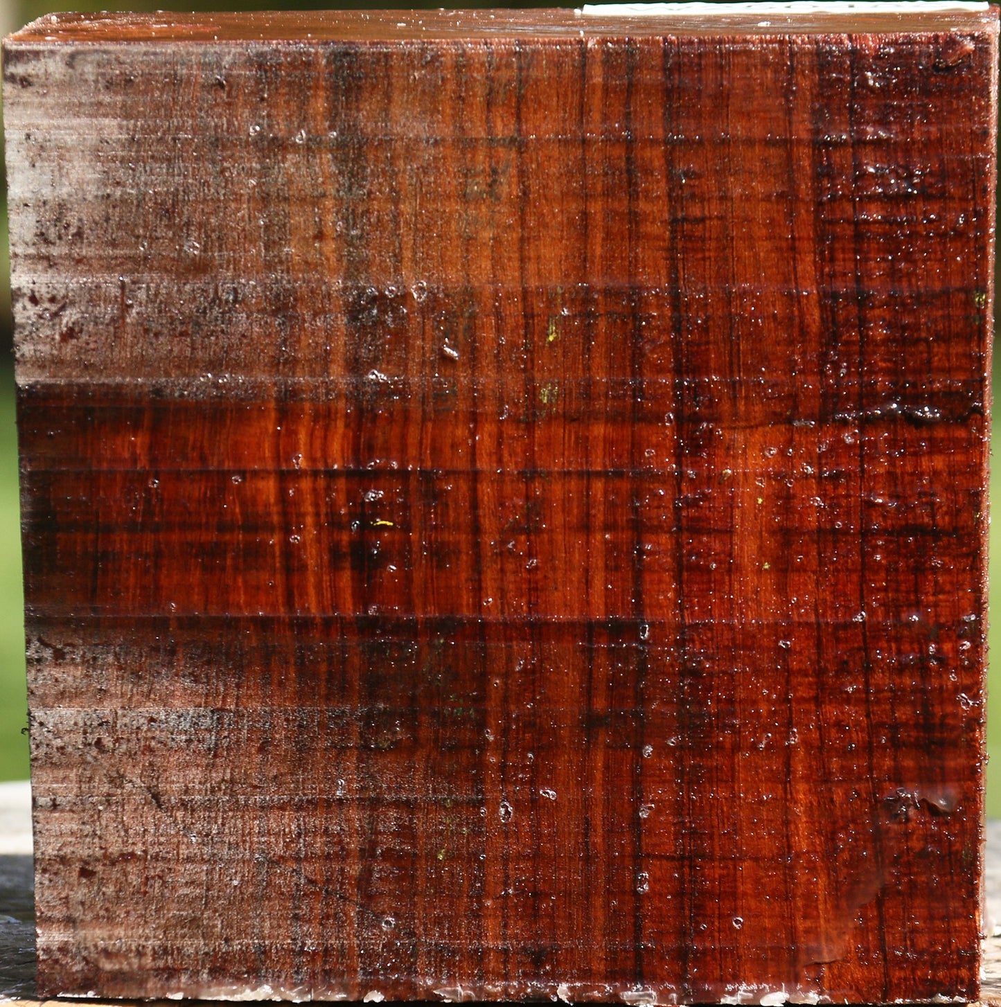 Bubinga Bowl Blank