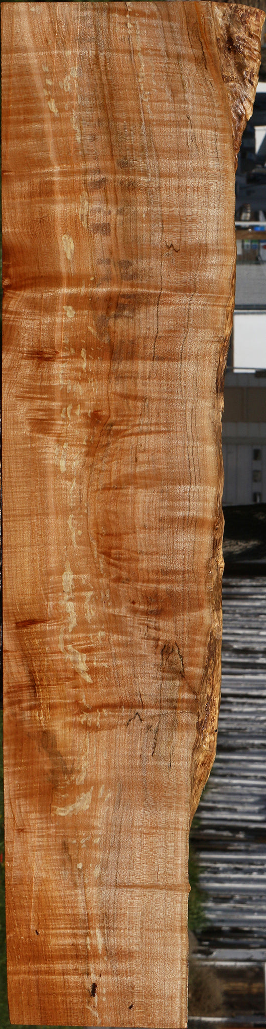 Extra Fancy Spalted Maple Live Edge Lumber