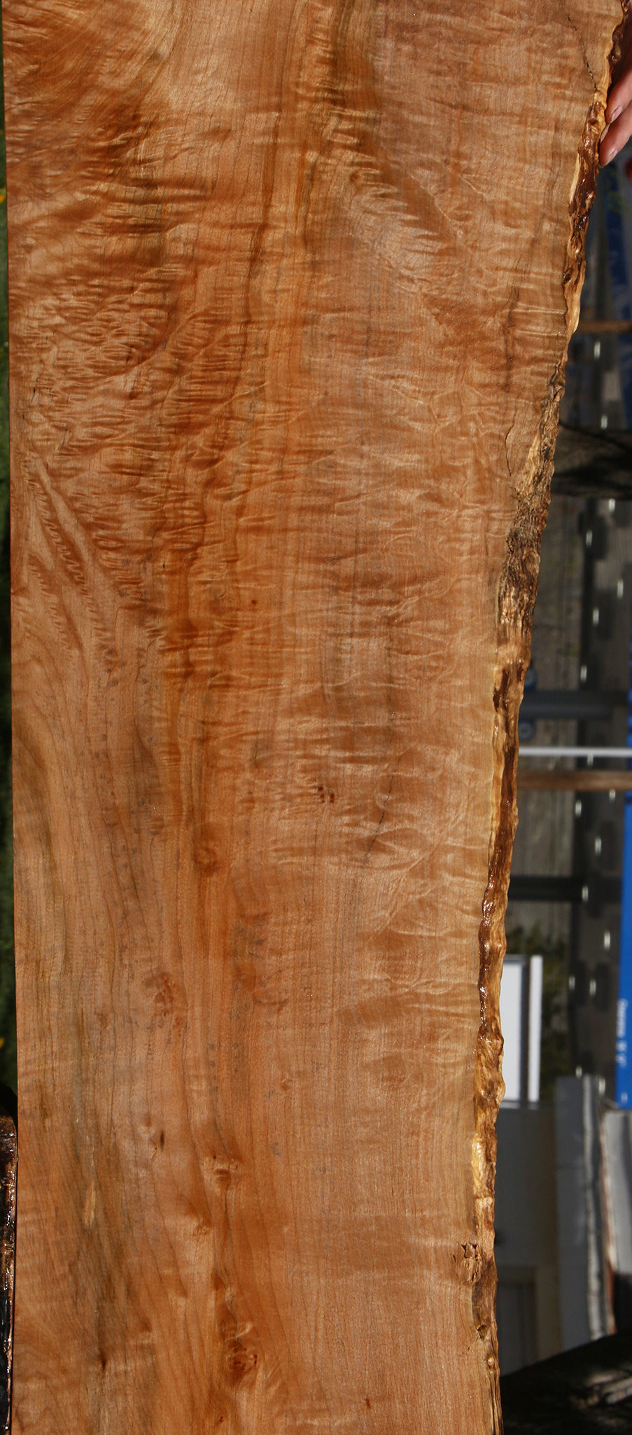 Extra Fancy Maple Live Edge Lumber