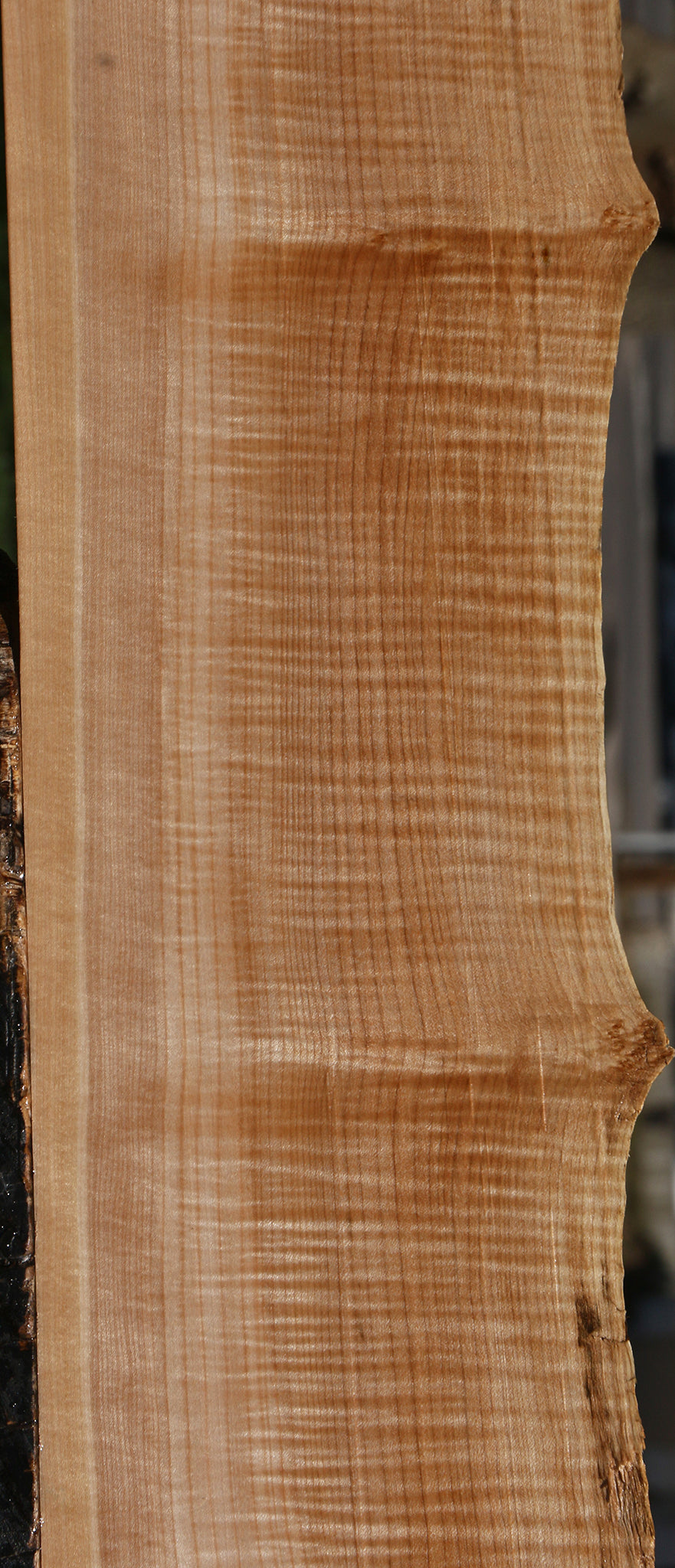 Extra Fancy Maple Live Edge Lumber