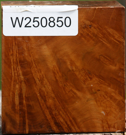 Hopea Stone Burl Bowl Blank