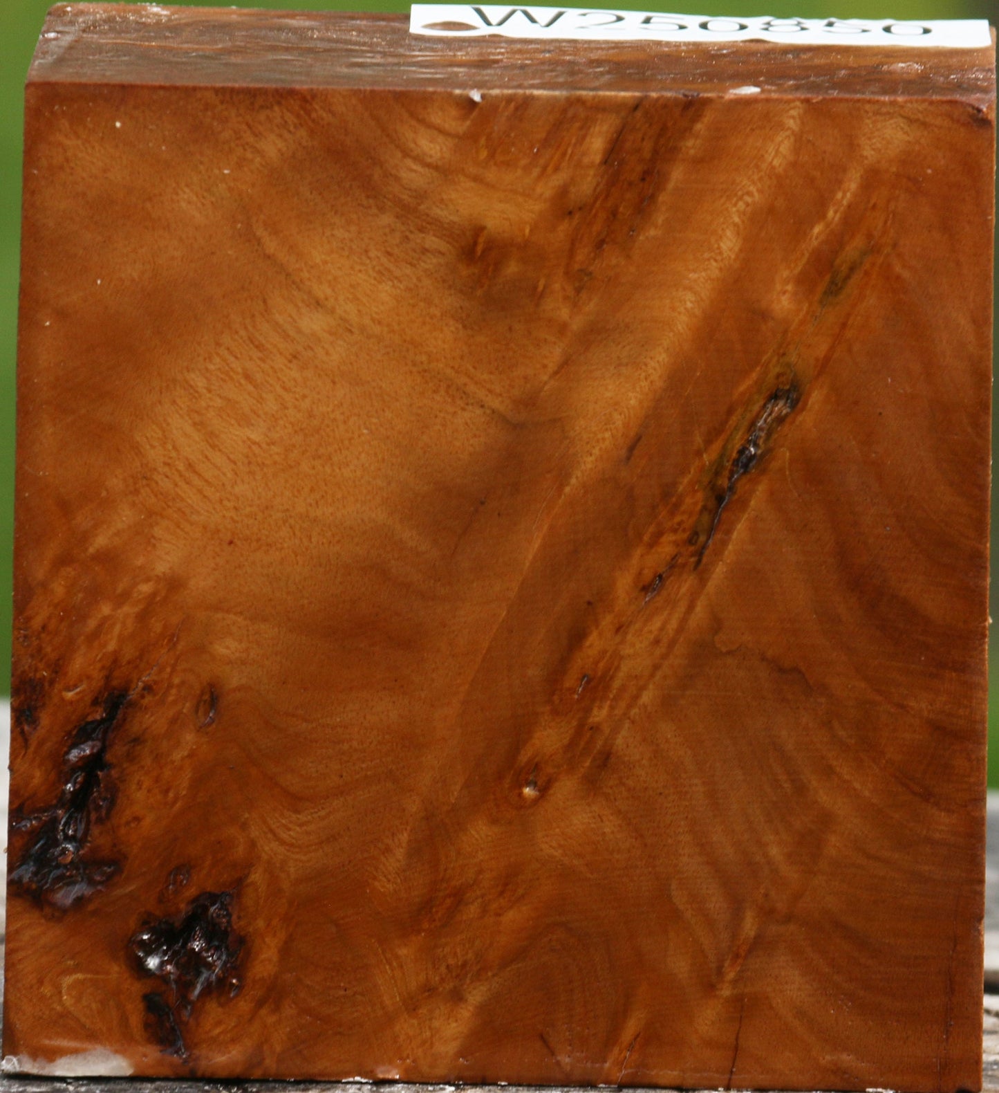 Hopea Stone Burl Bowl Blank