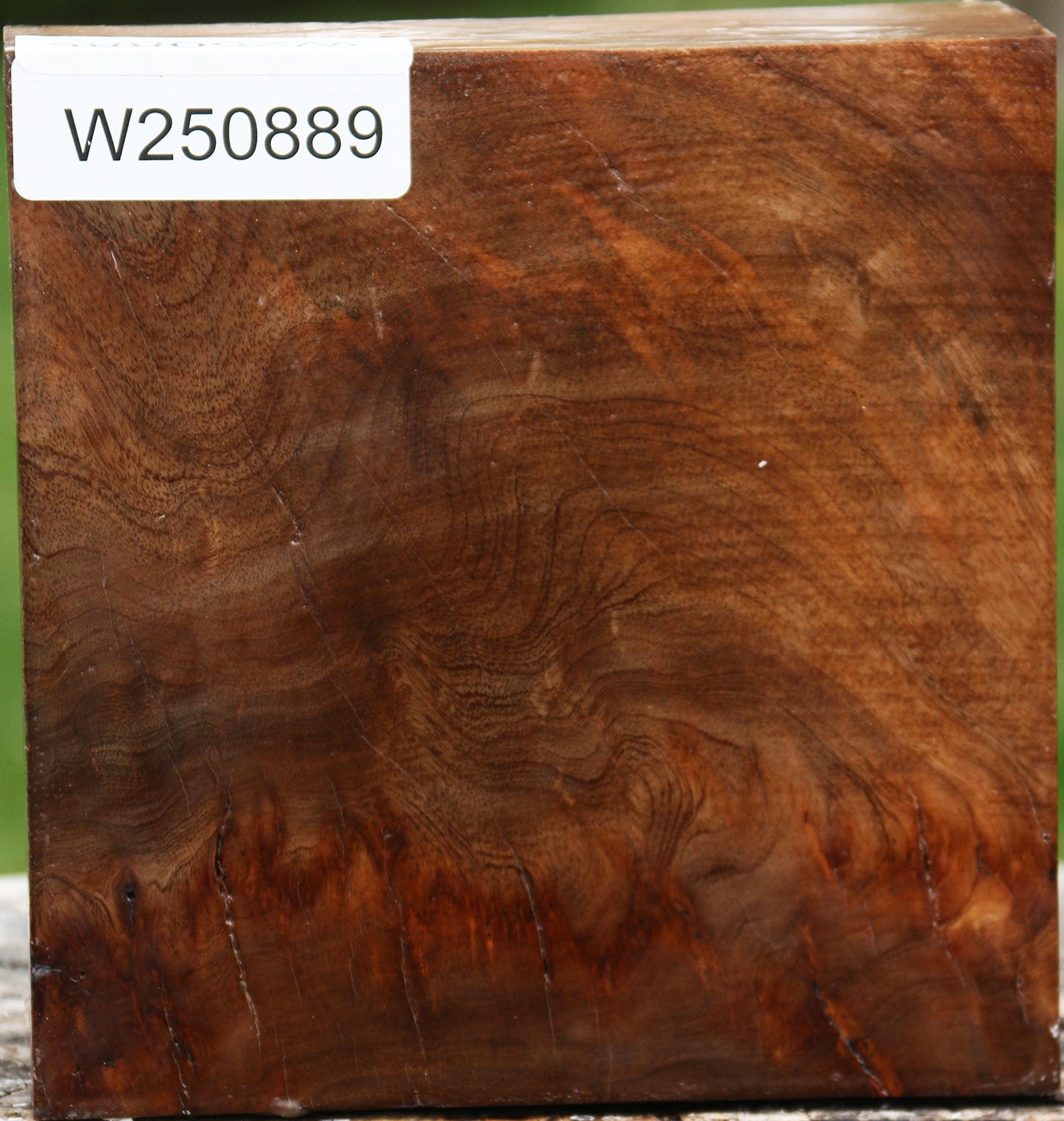 Almond Burl Bowl Blank