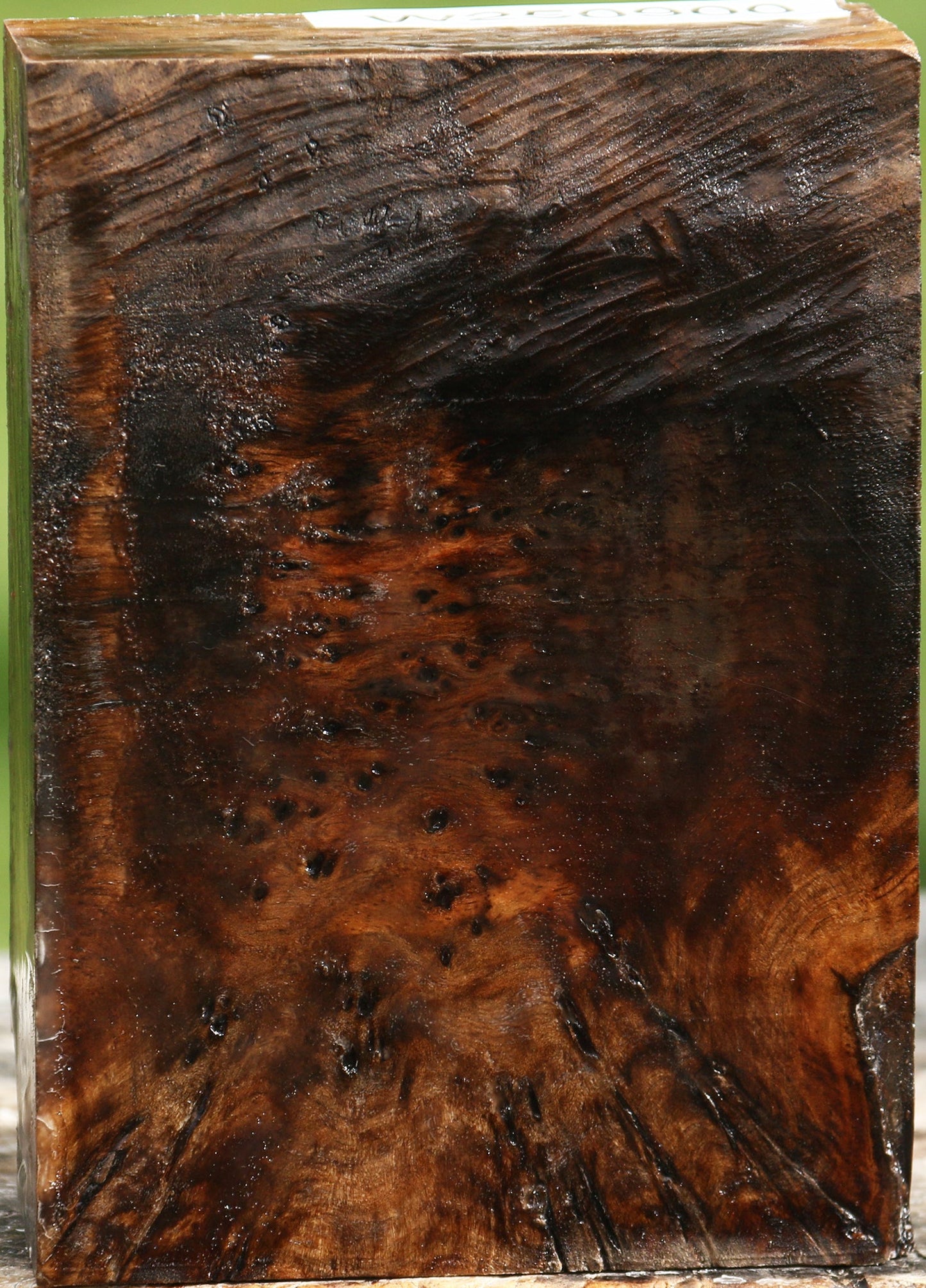 Almond Burl Turning Blank
