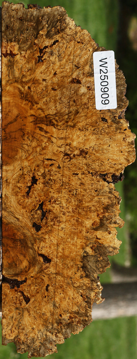 Black and White Ebony Live Edge Slice