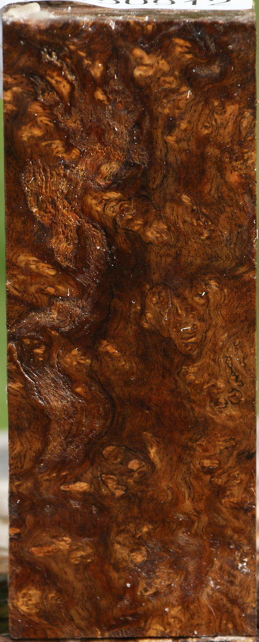Spalted Almond Burl Turning Blank