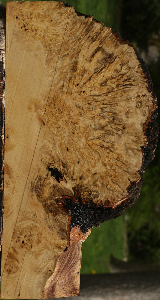 Black and White Ebony Live Edge Slice