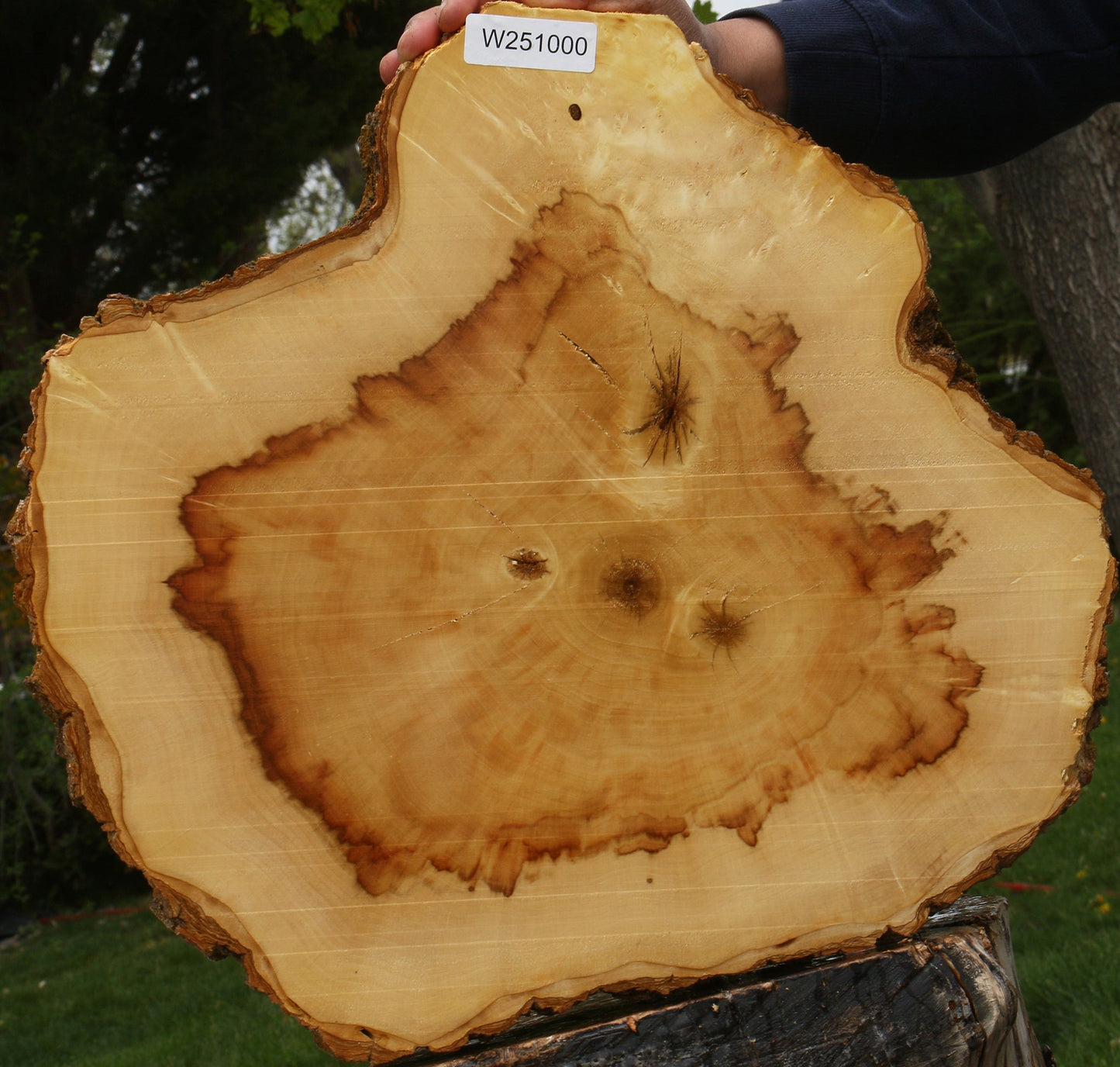 Figured Box Elder Cookie