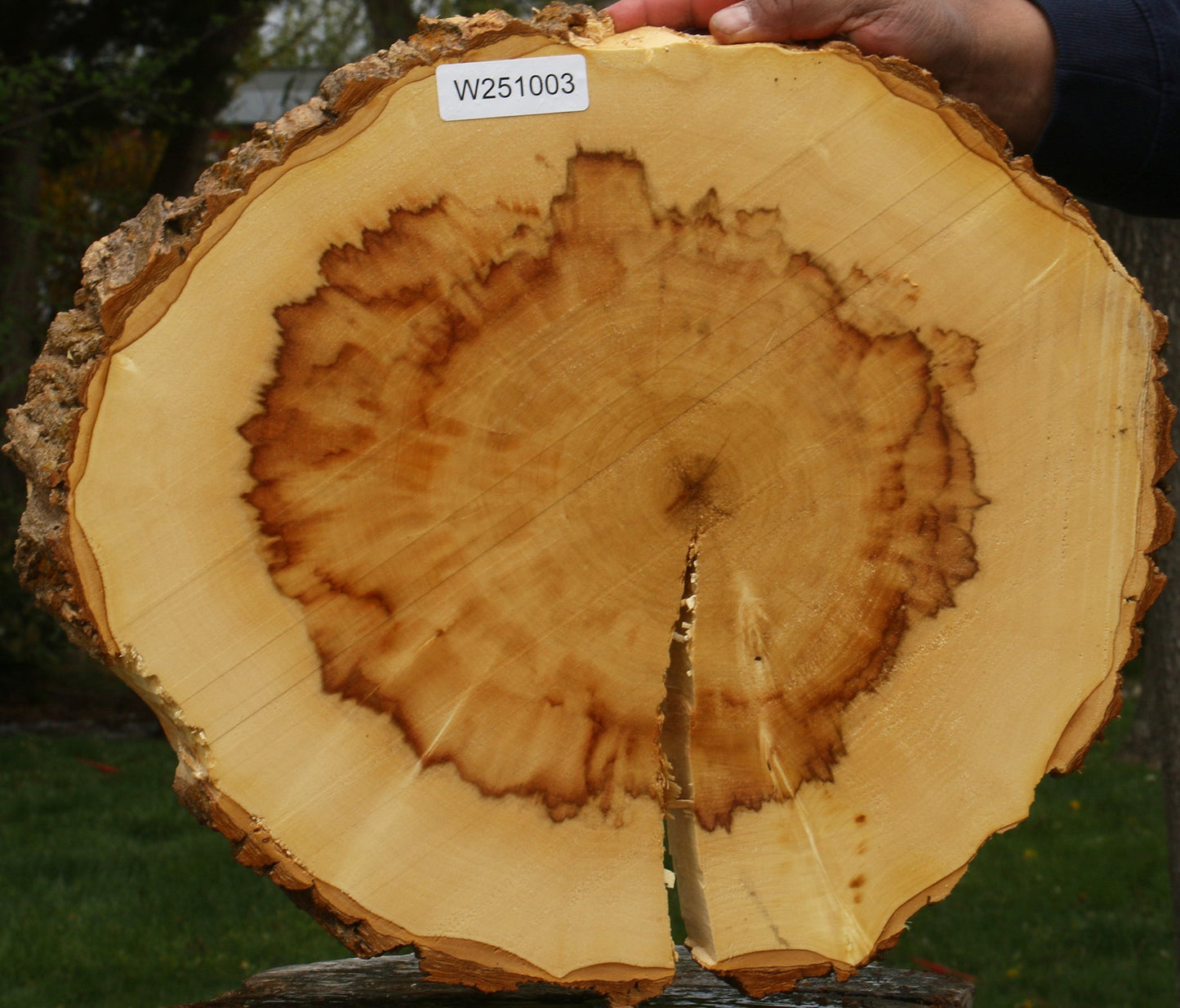 Extra Fancy Box Elder Cookie