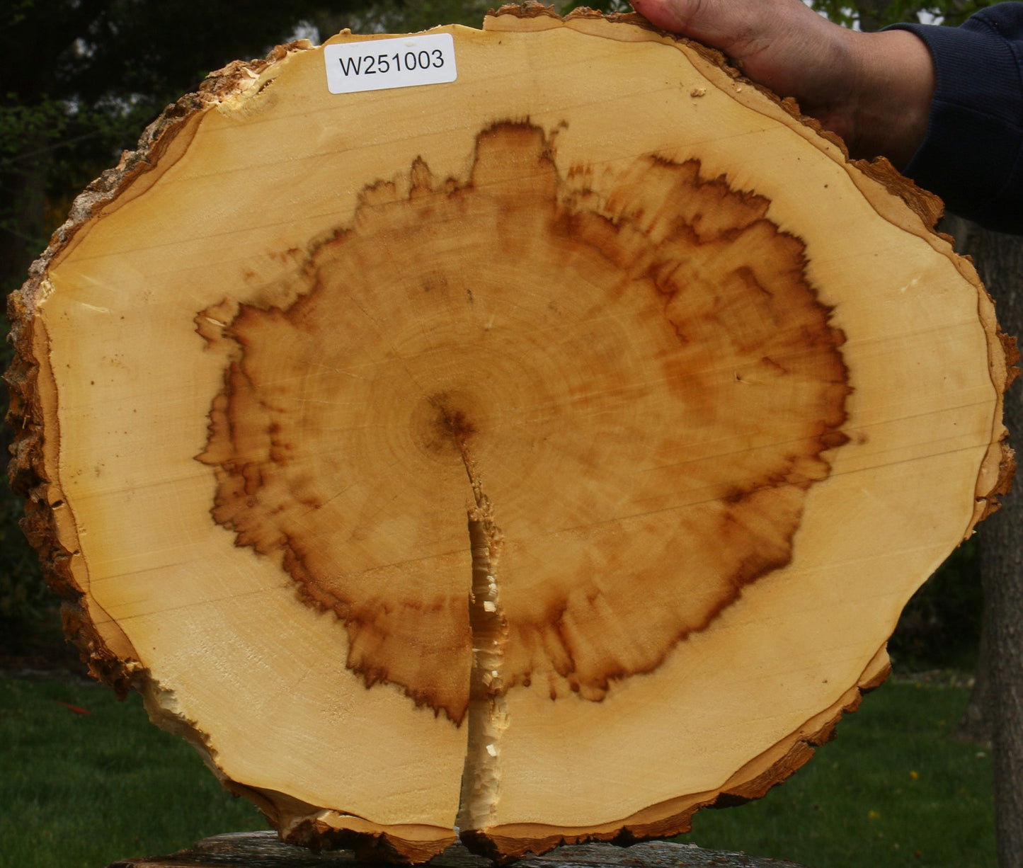 Extra Fancy Box Elder Cookie